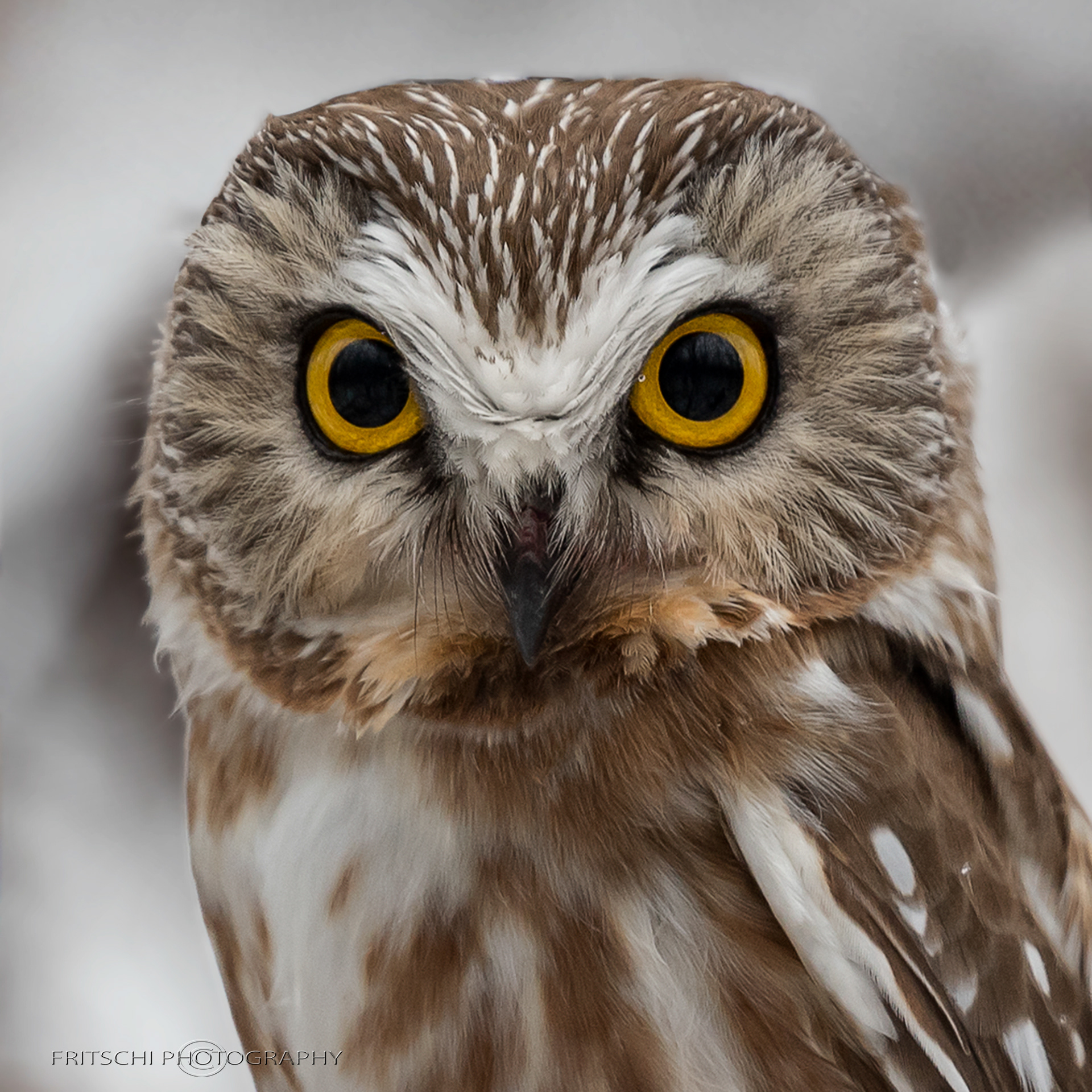 Saw-whet Owl
