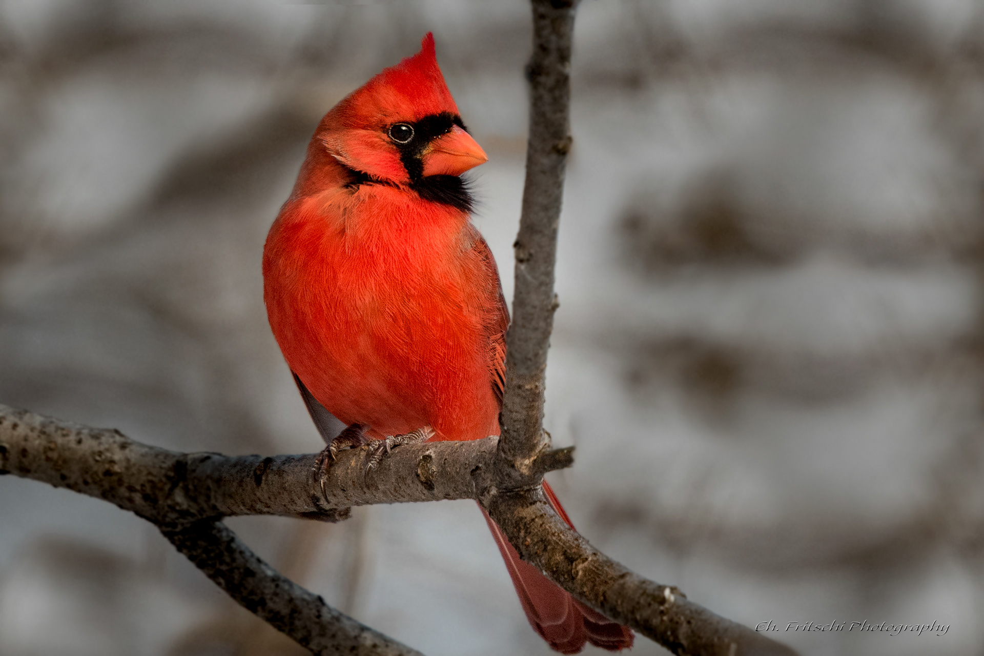 Northern Cardinal