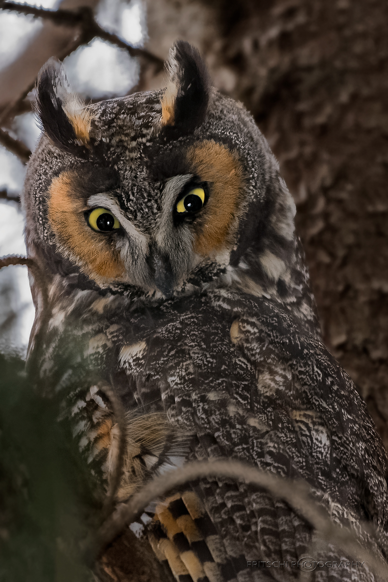 Long-eared Owl