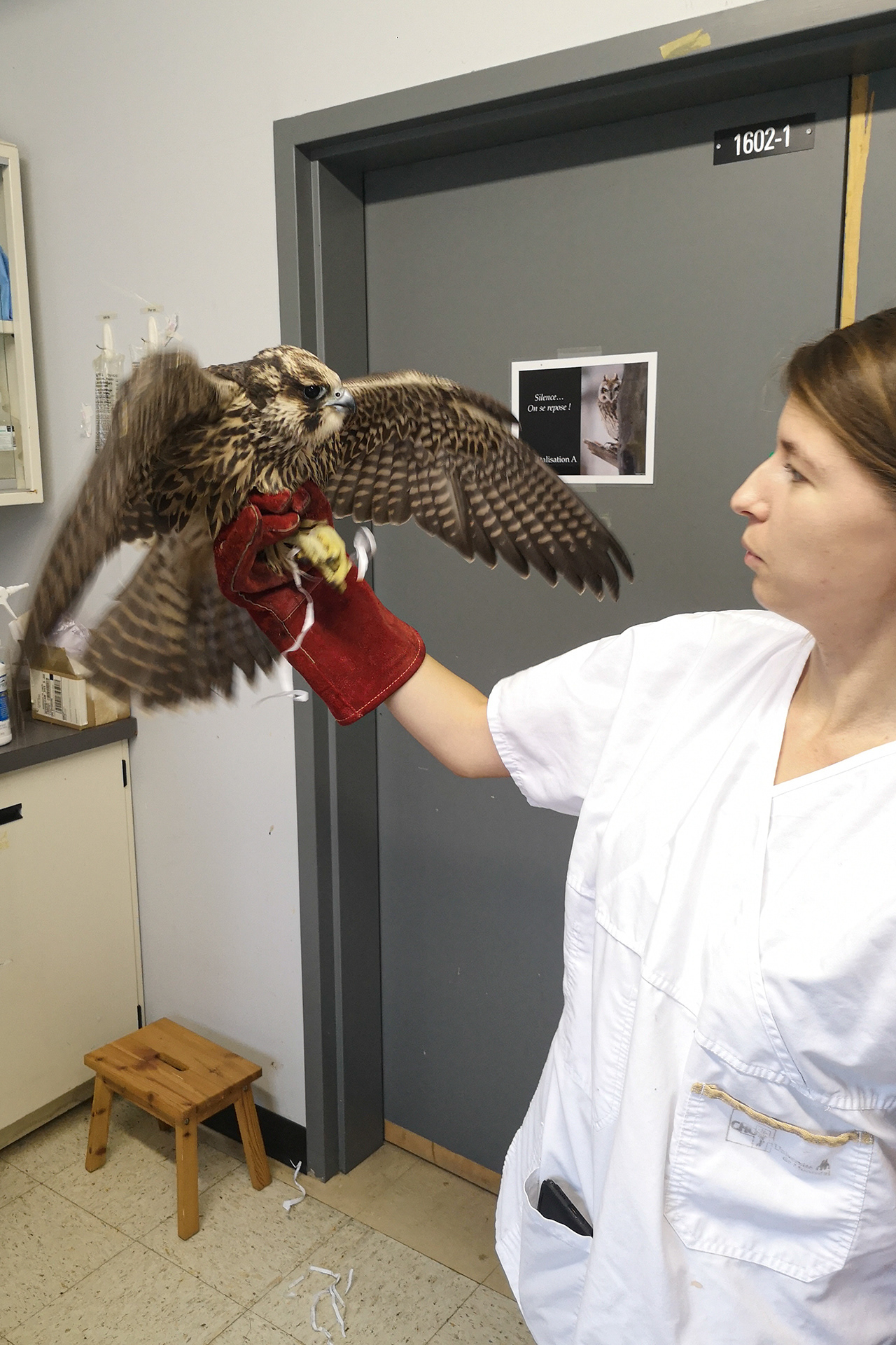 Juvenile Peregrine