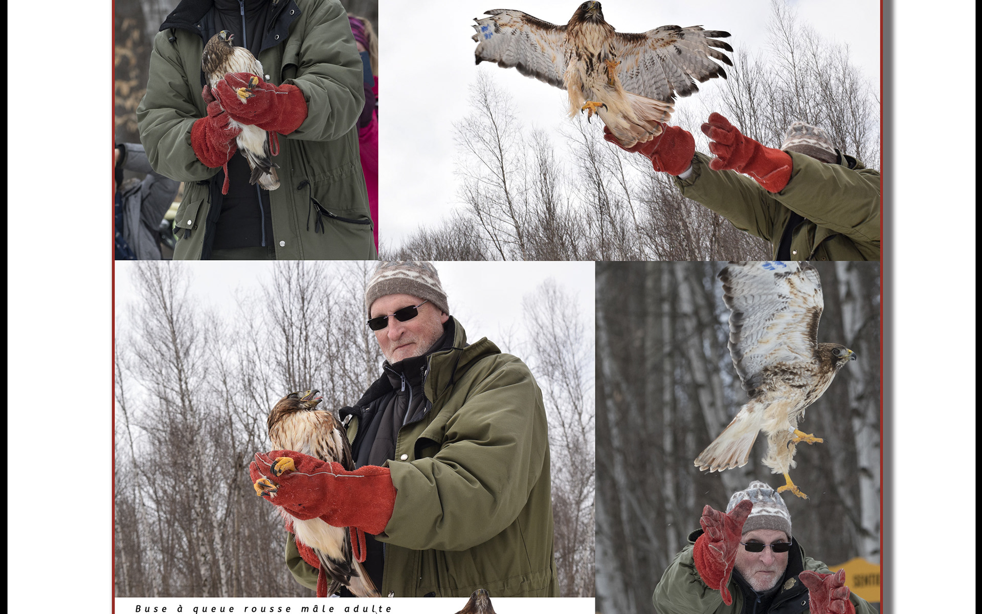 Red-tail Hawk Release