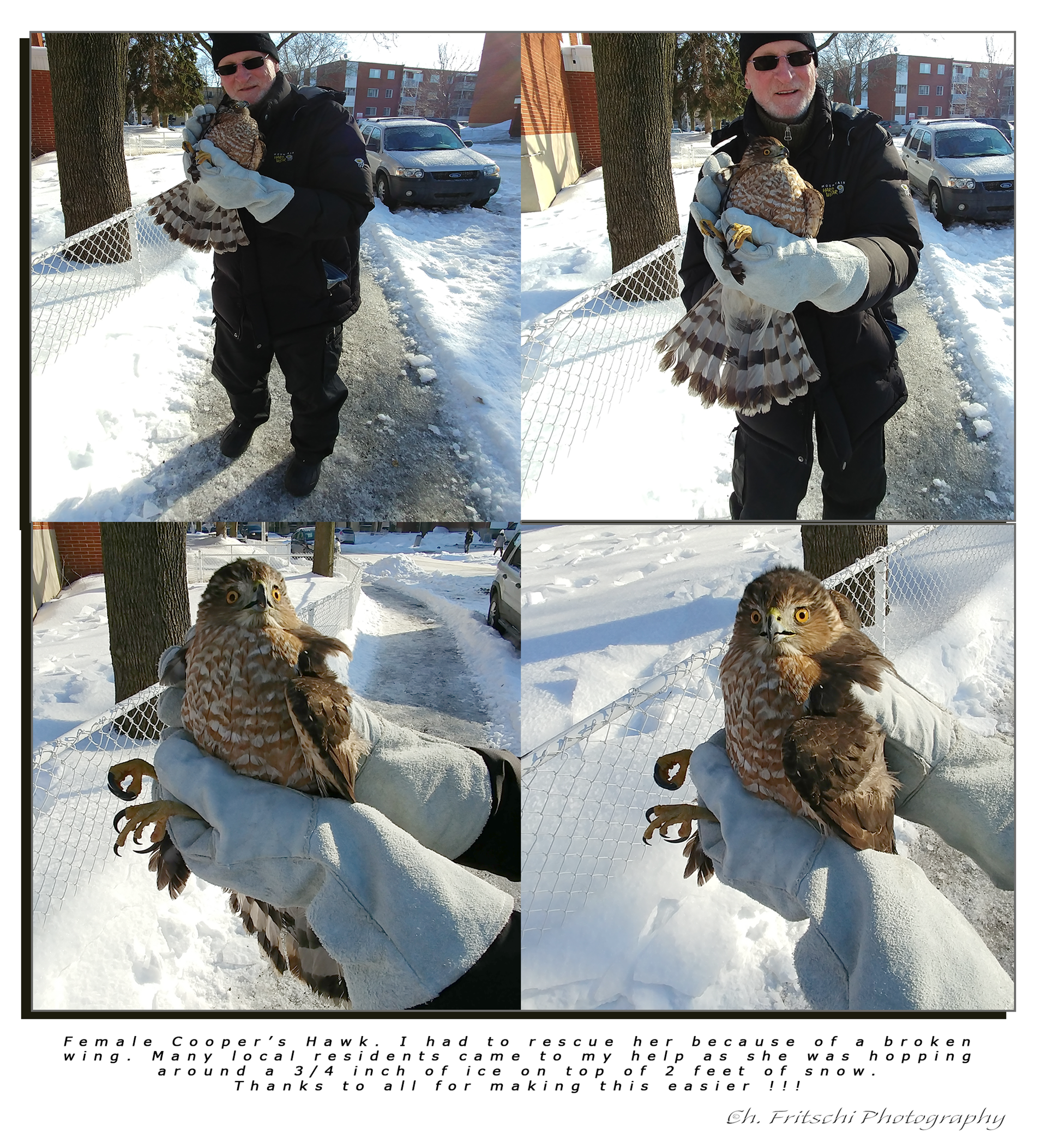 Cooper's Hawk