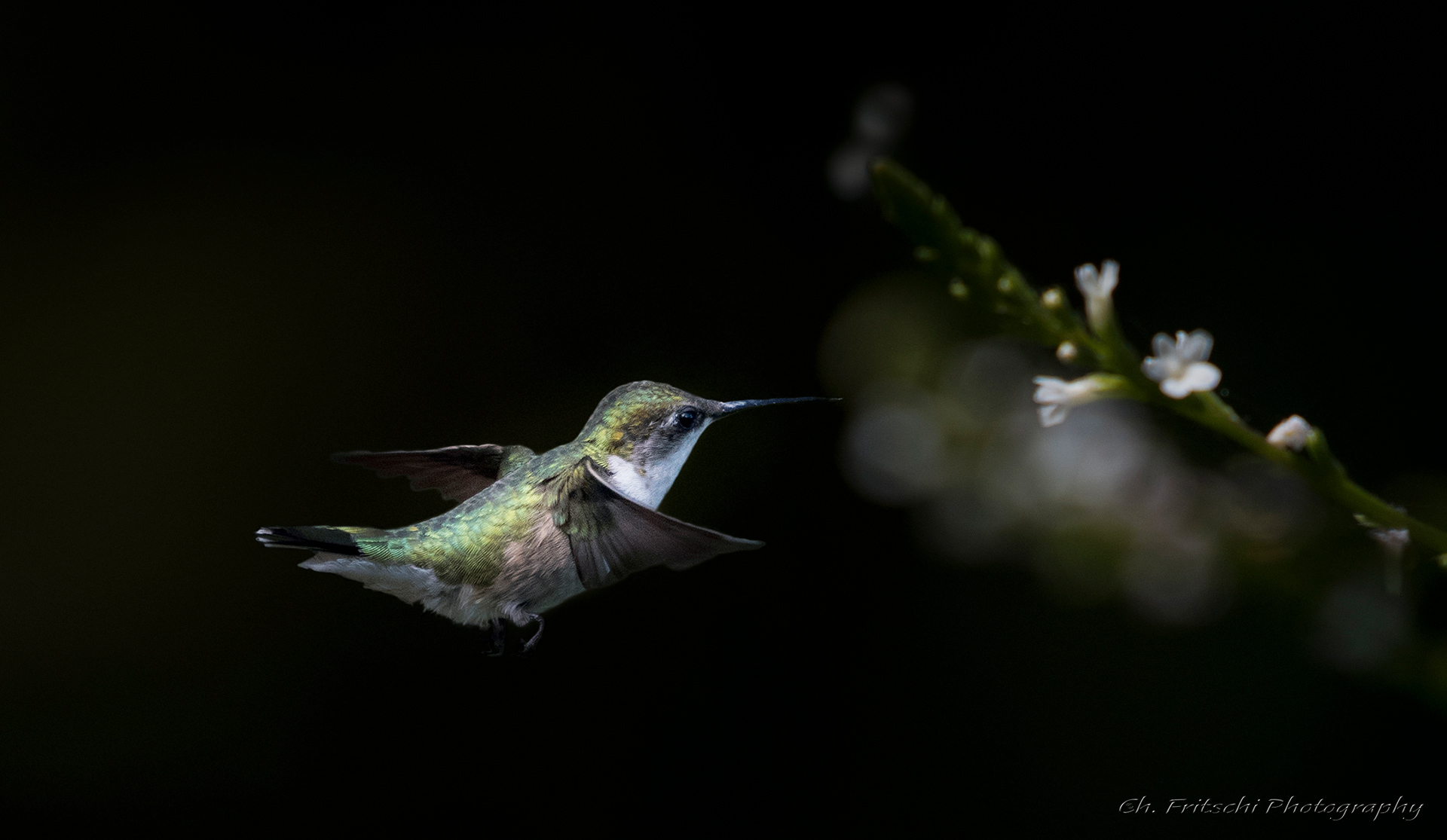Ruby-throated Humminbird