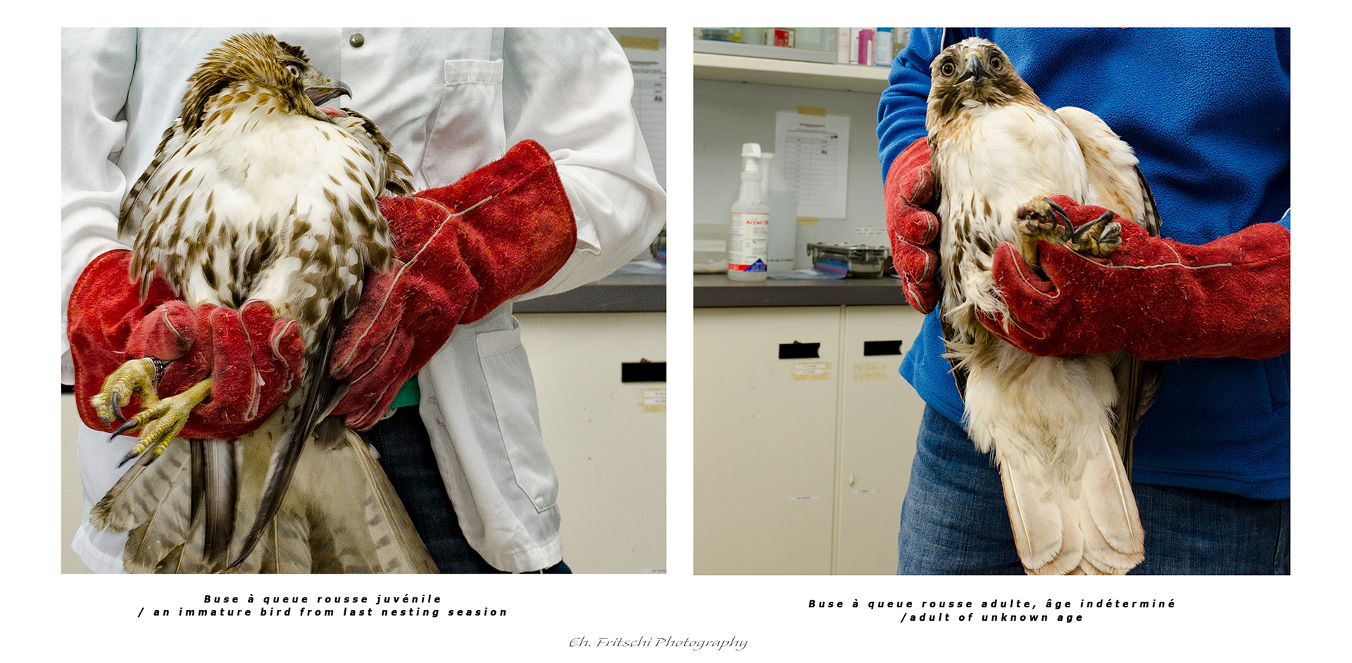 Red Tail Hawk