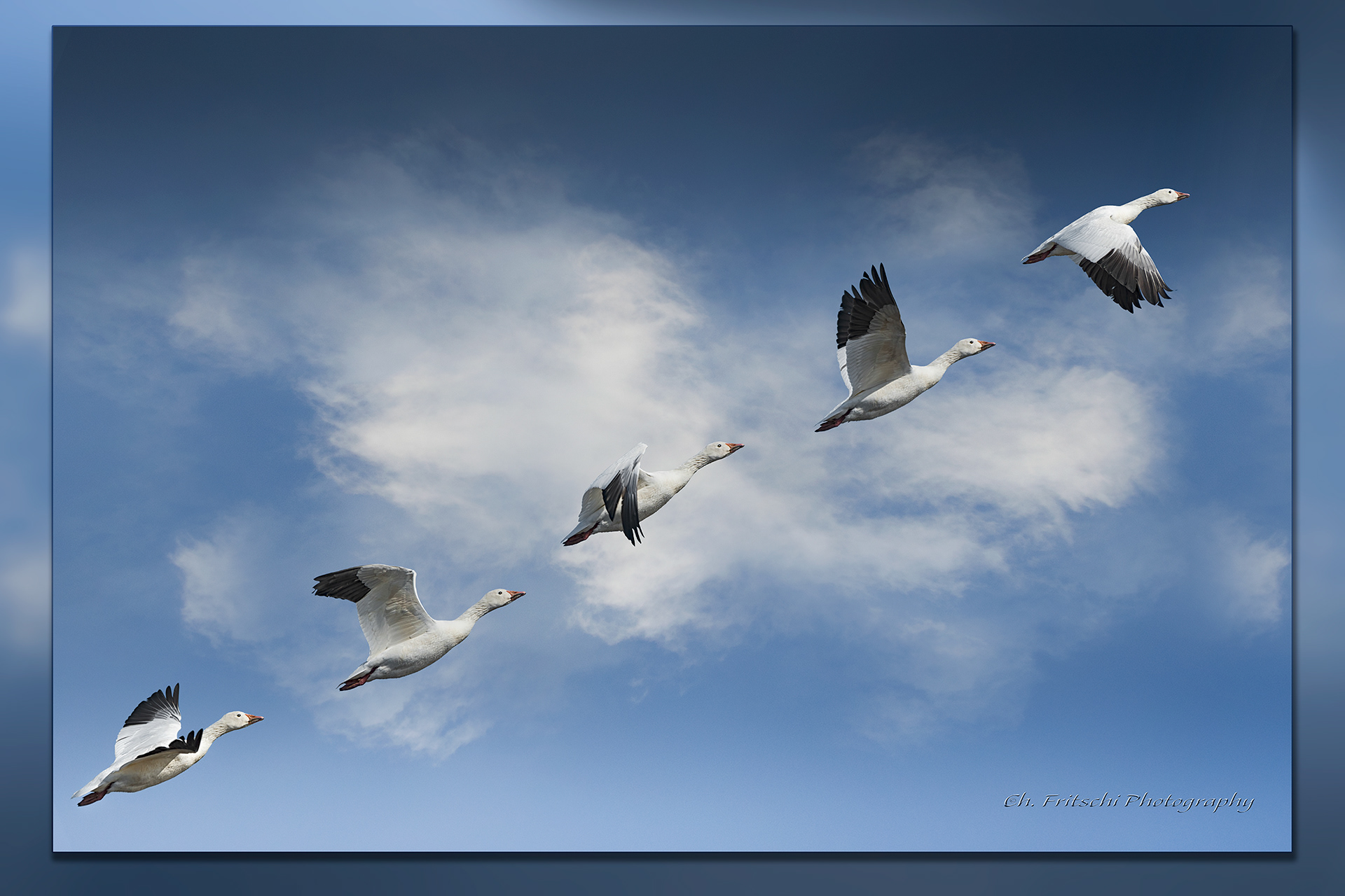 Flight of the Snow Goose