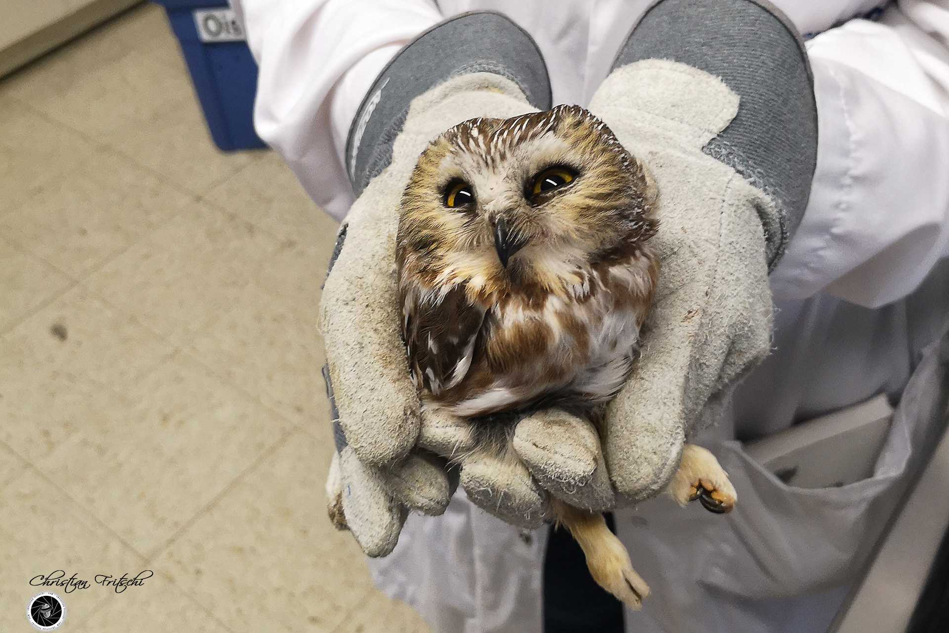 Saw-whet Owl
