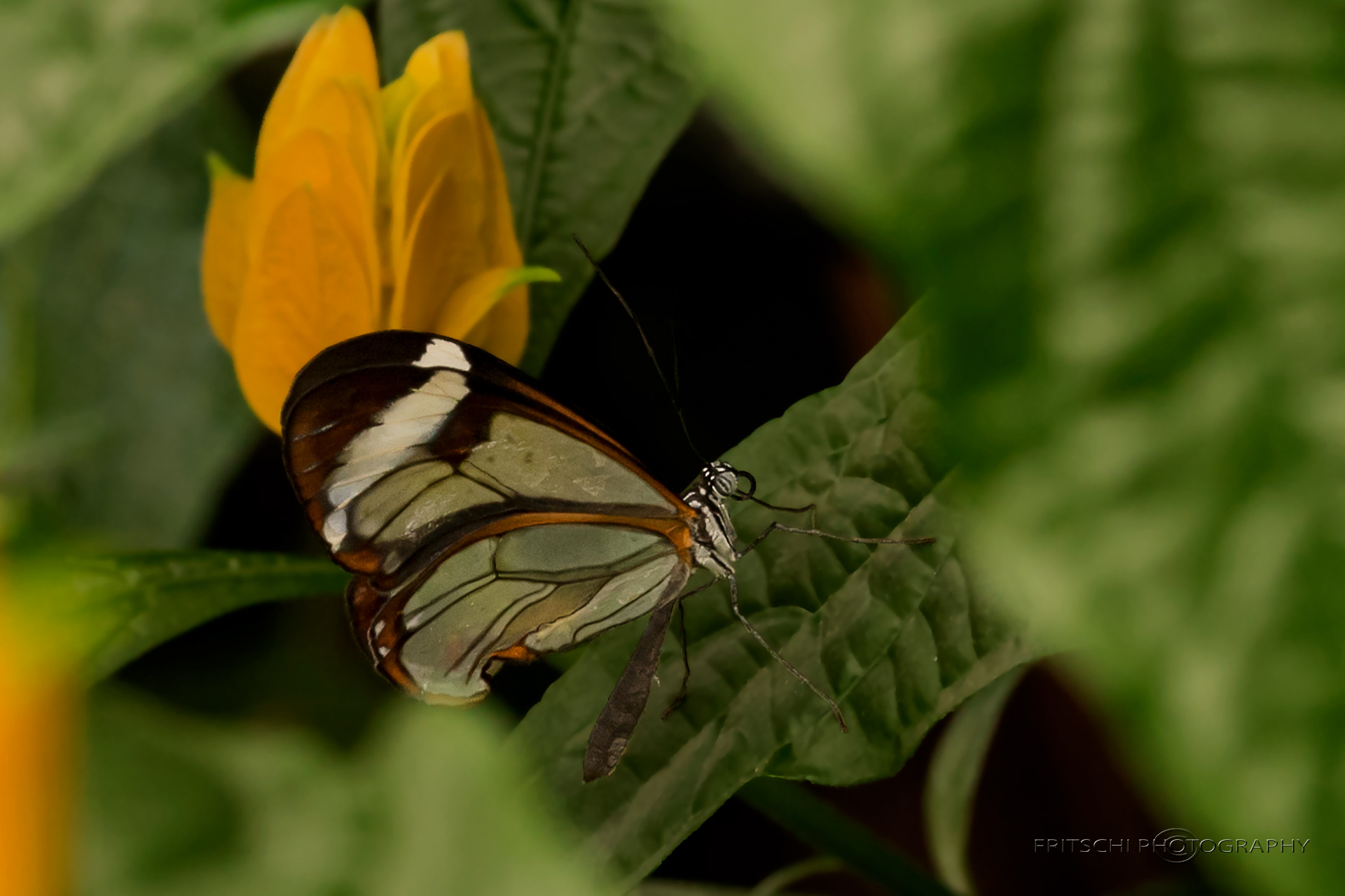 Costa-Rica Clearwing