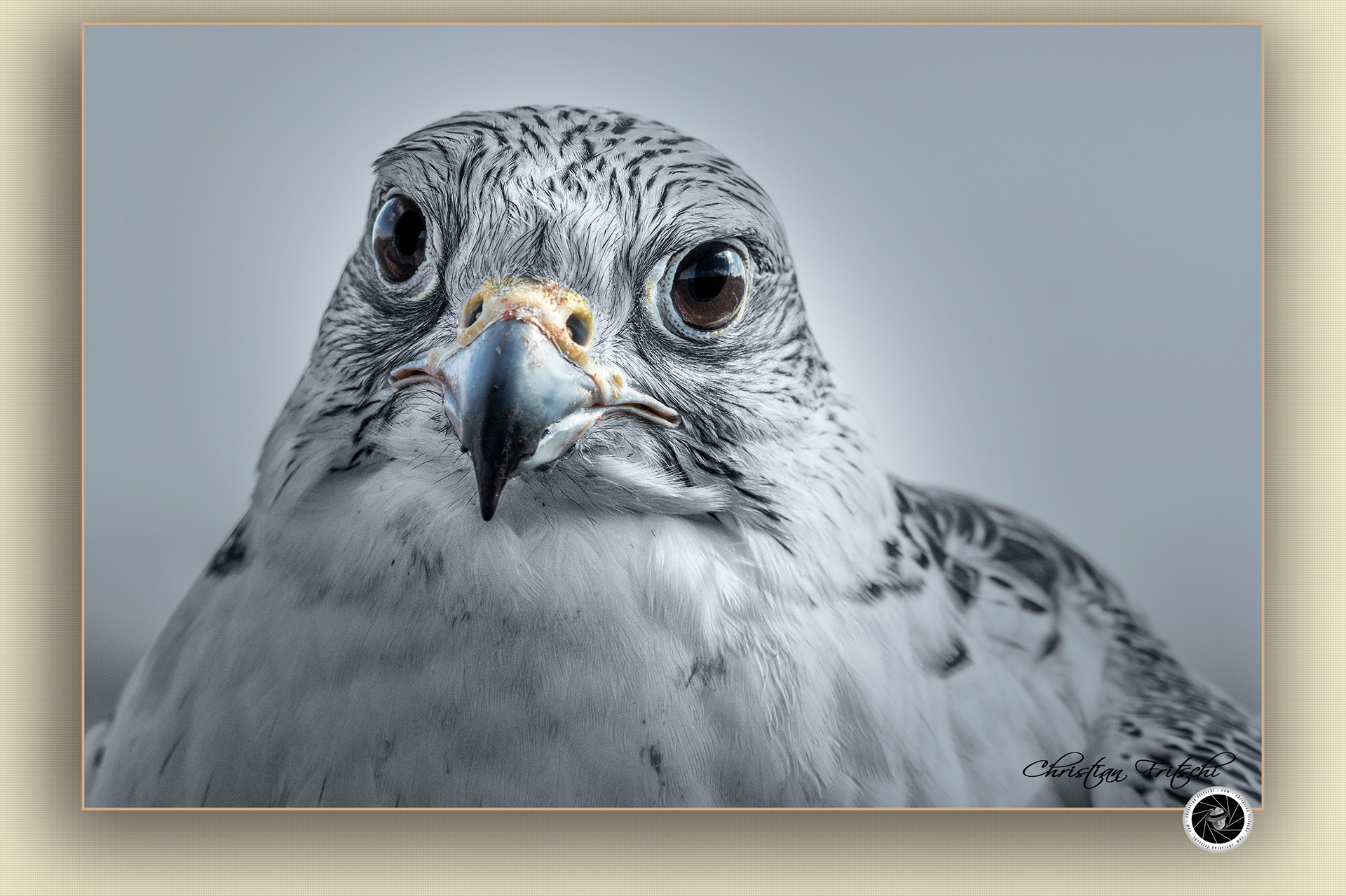 Gyrfalcon