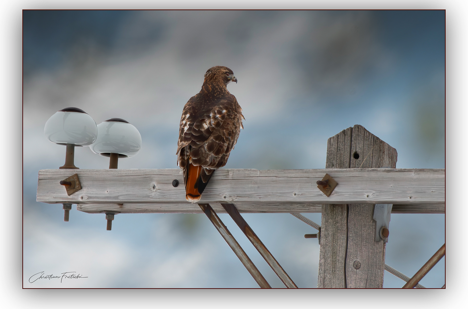 Red-tailed Hawk