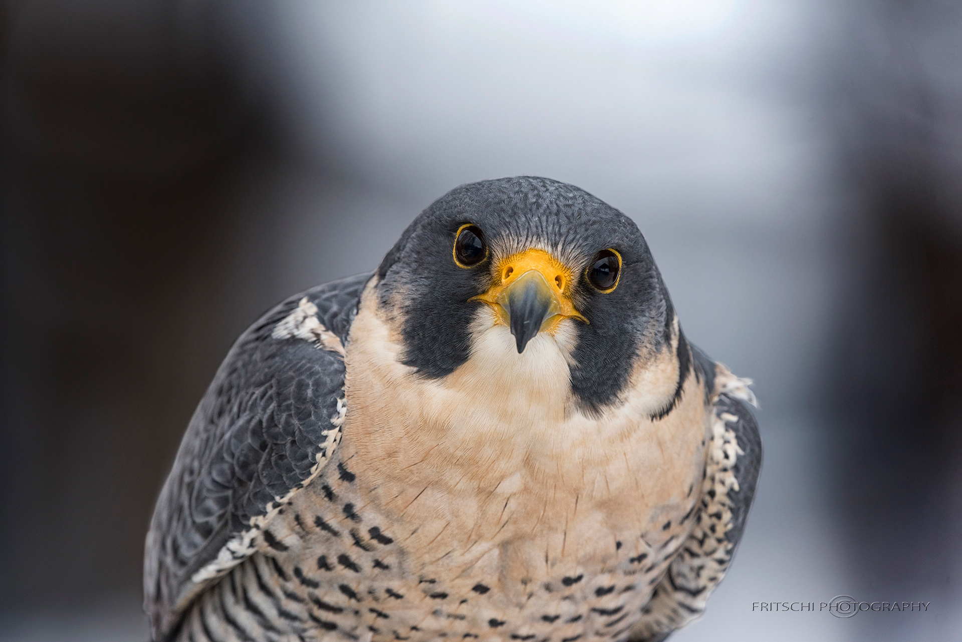 Peregrine Falcon