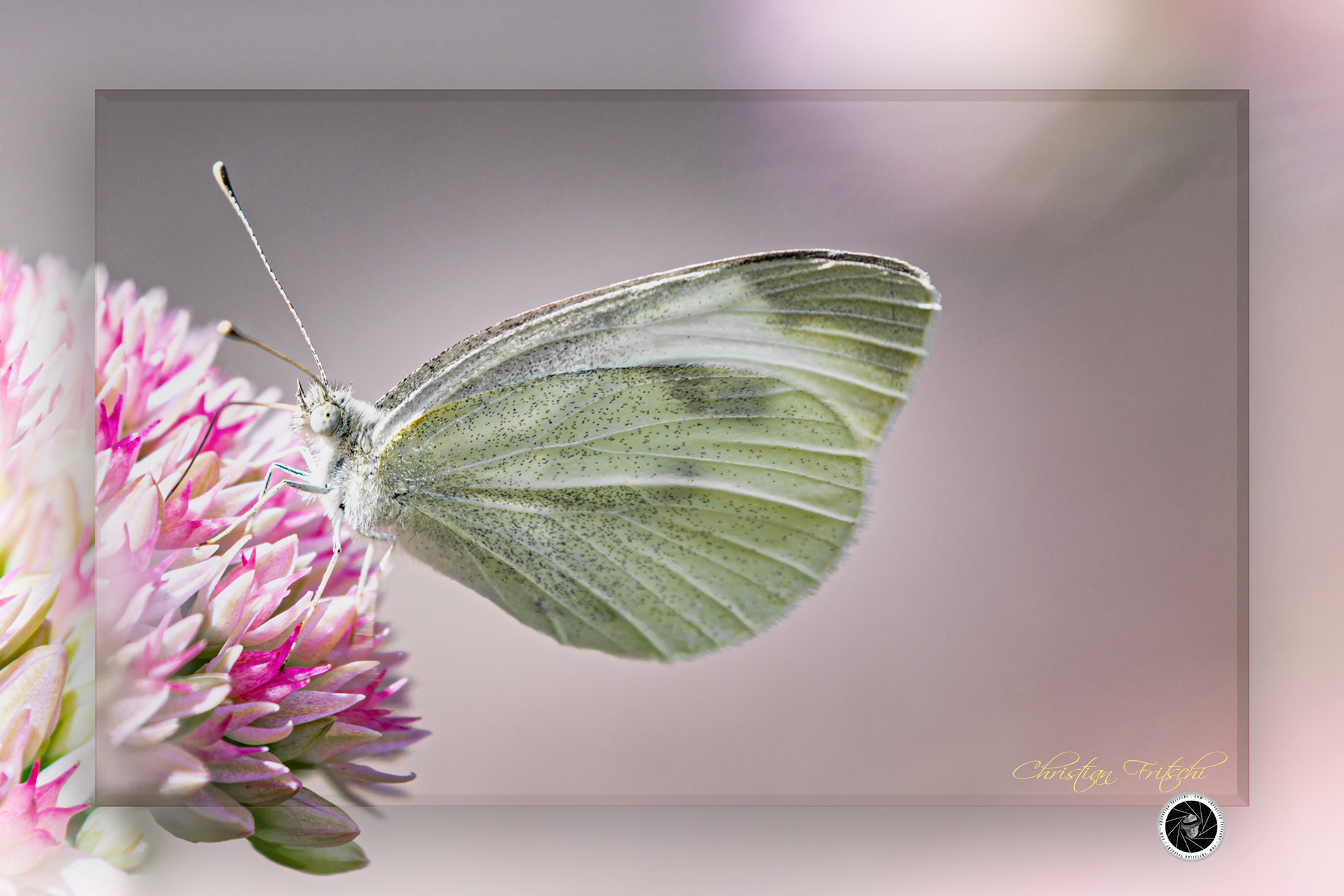 Small White