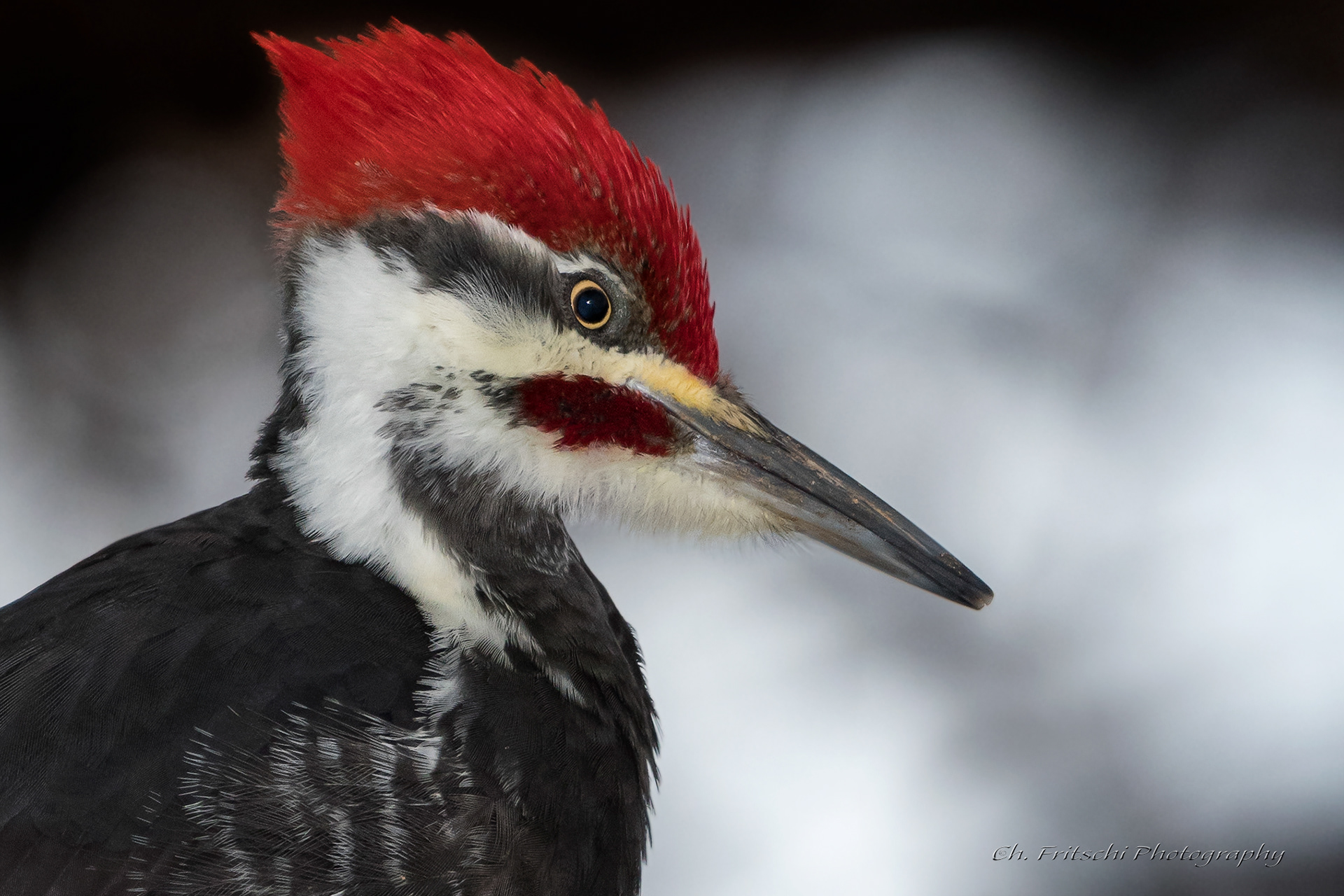 Pileated Woodpecker