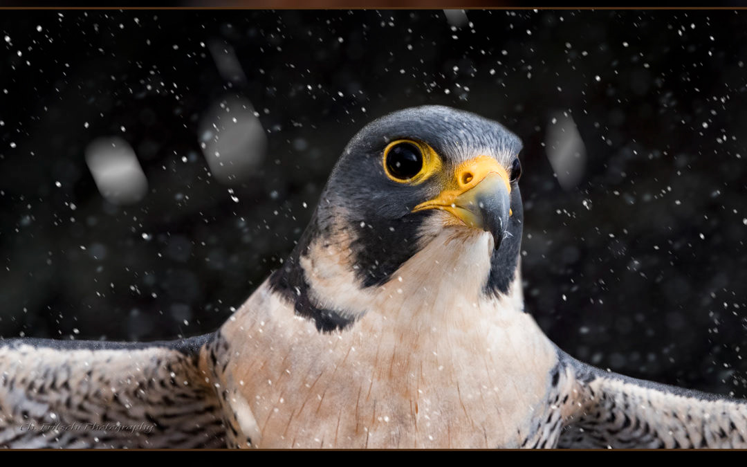 Peregrine Falcon