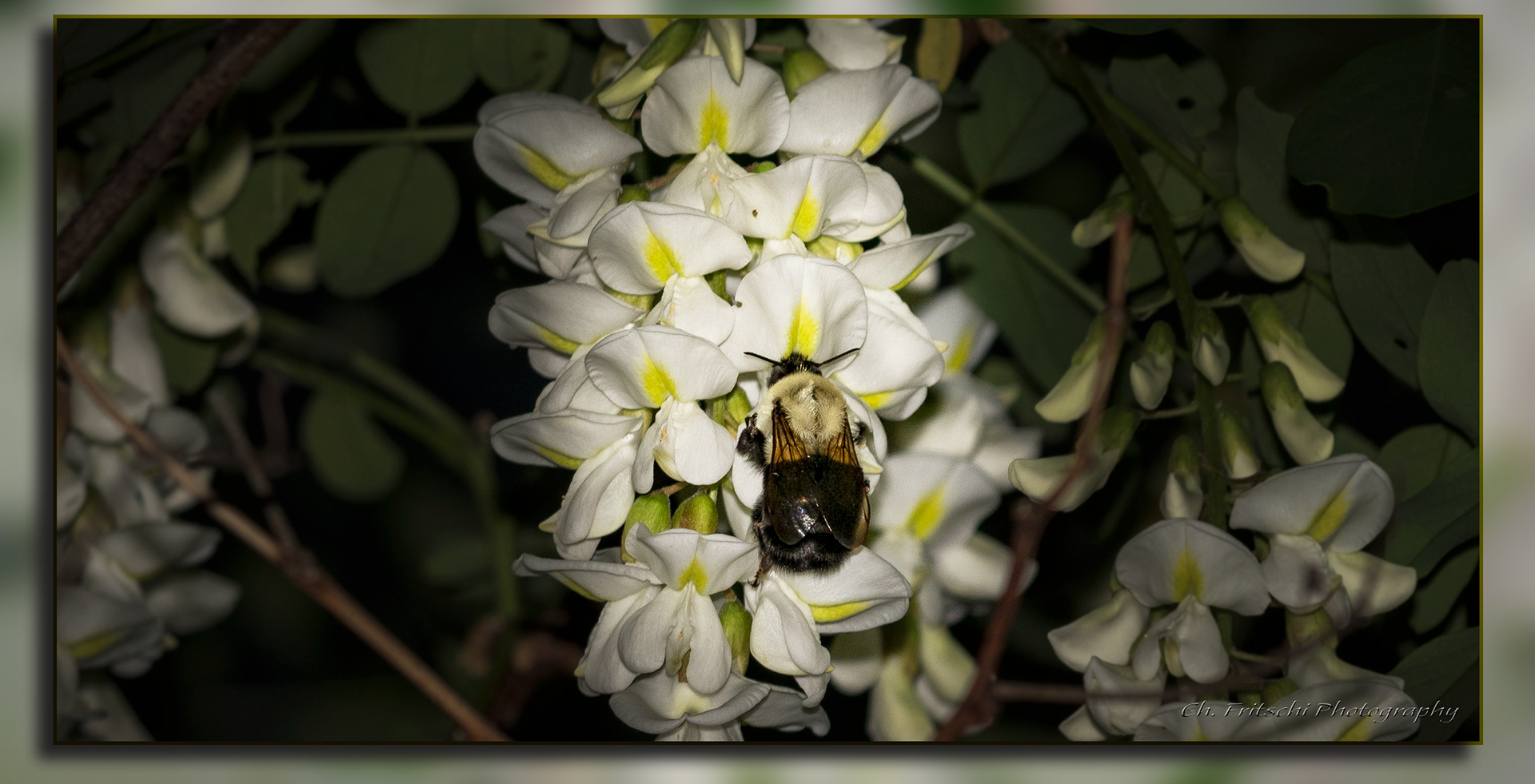 Bumble Bee on Acacia Flower
