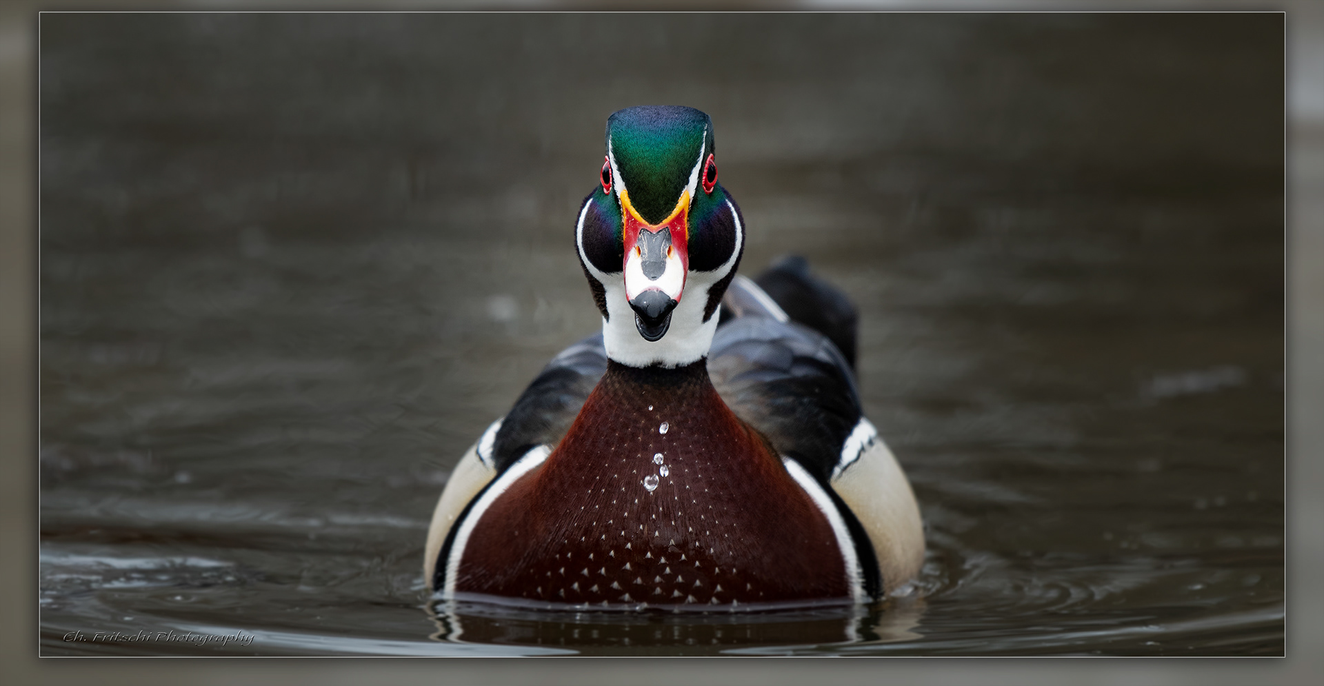 Wood Duck