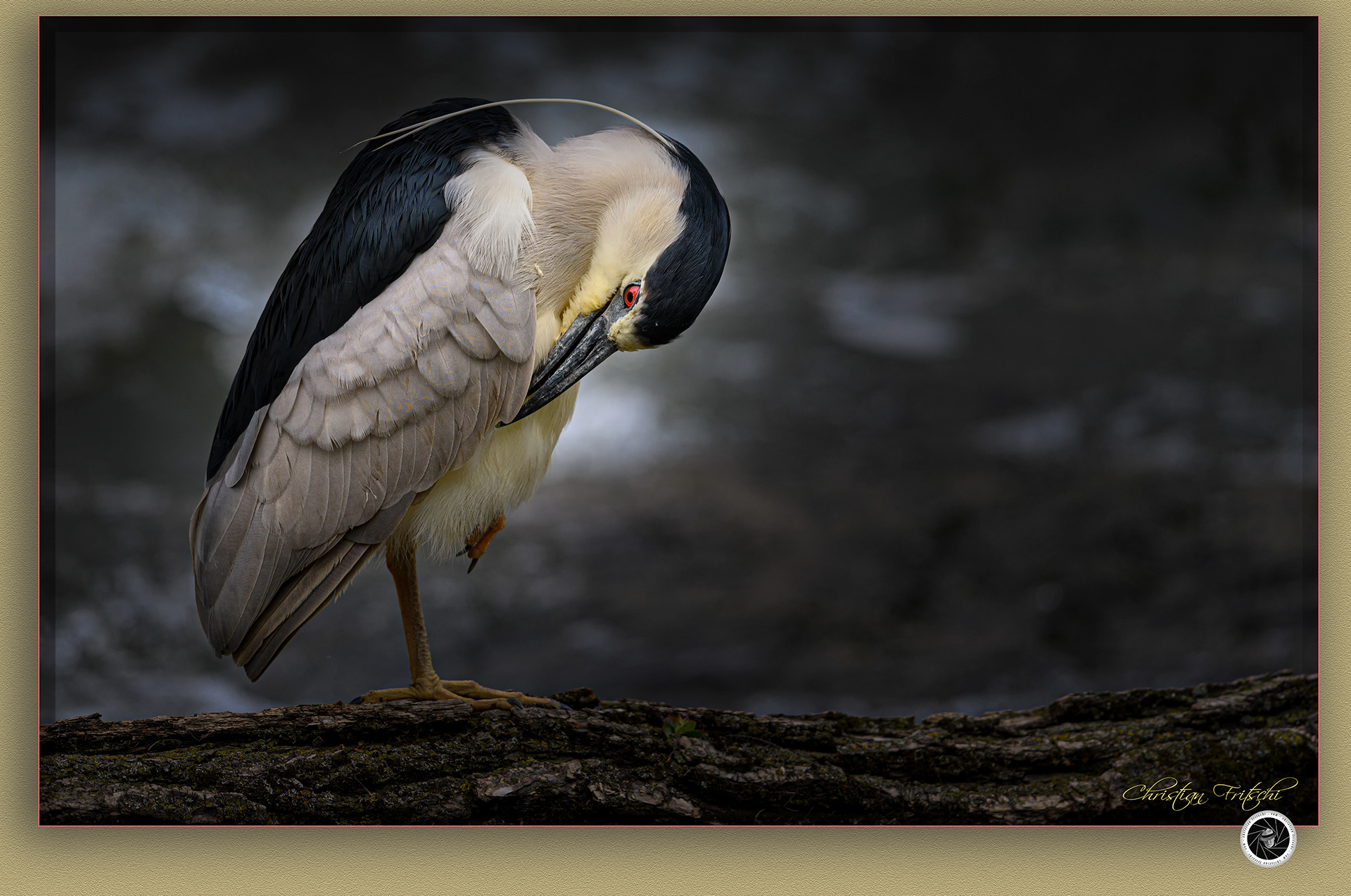 Black-crowned Night Heron