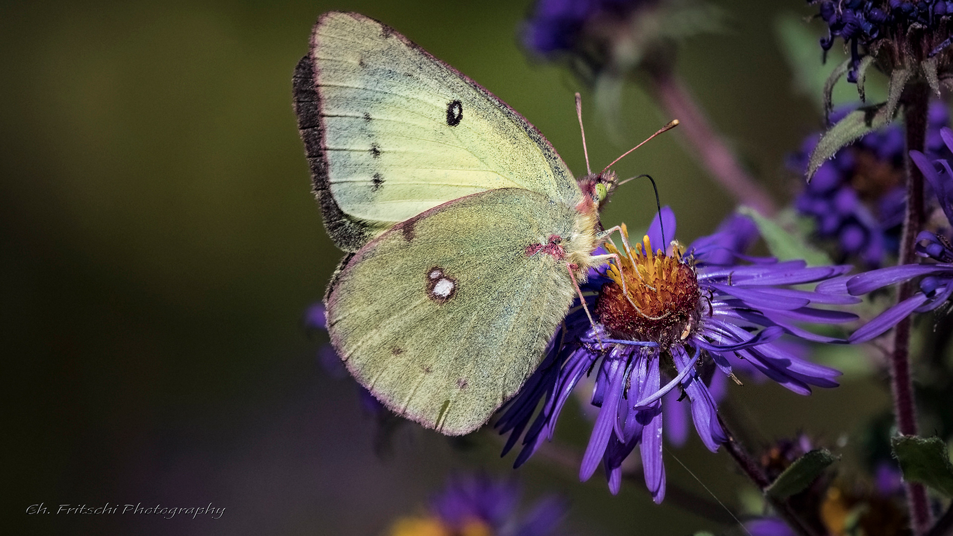 Common Sulphur