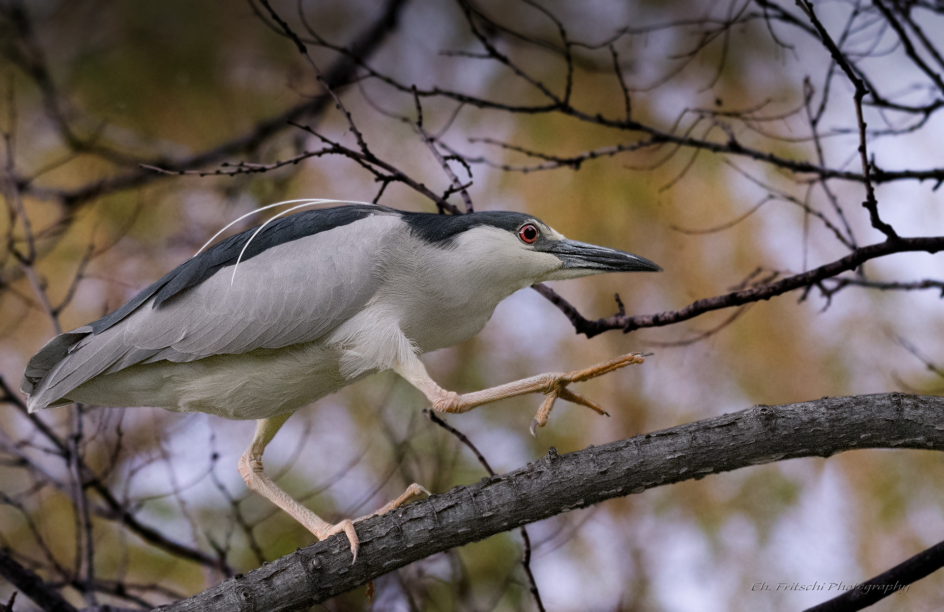 Black-crowned Night Heron