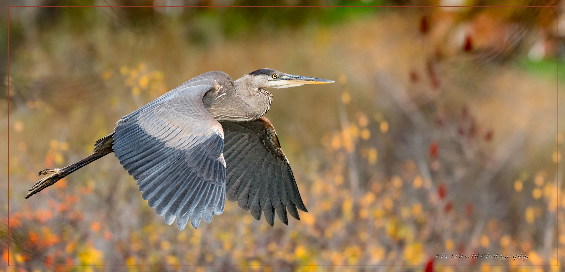 Great Blue Heron