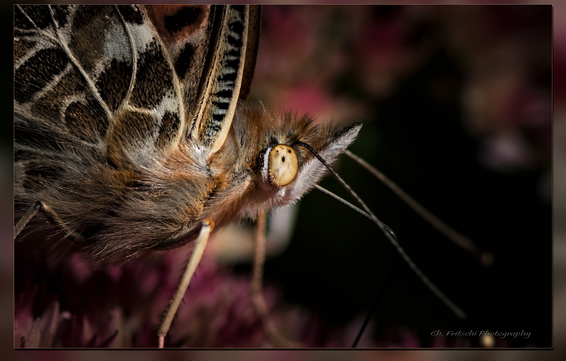 Painted Lady