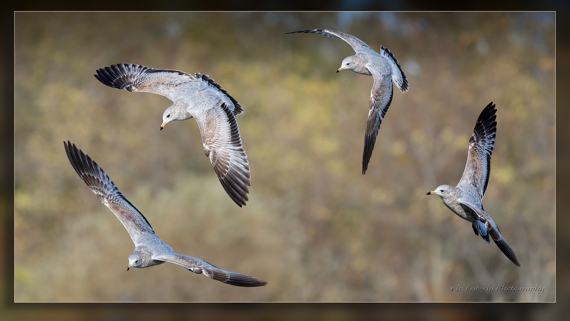 Ring-billed Gull