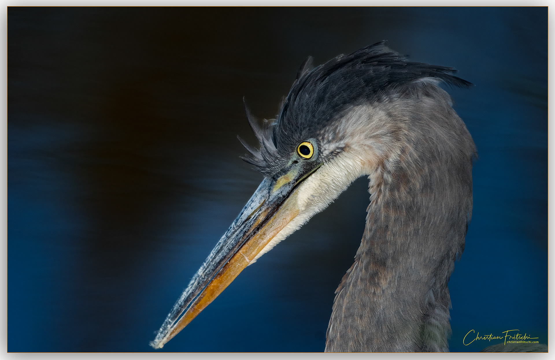Great Blue Heron