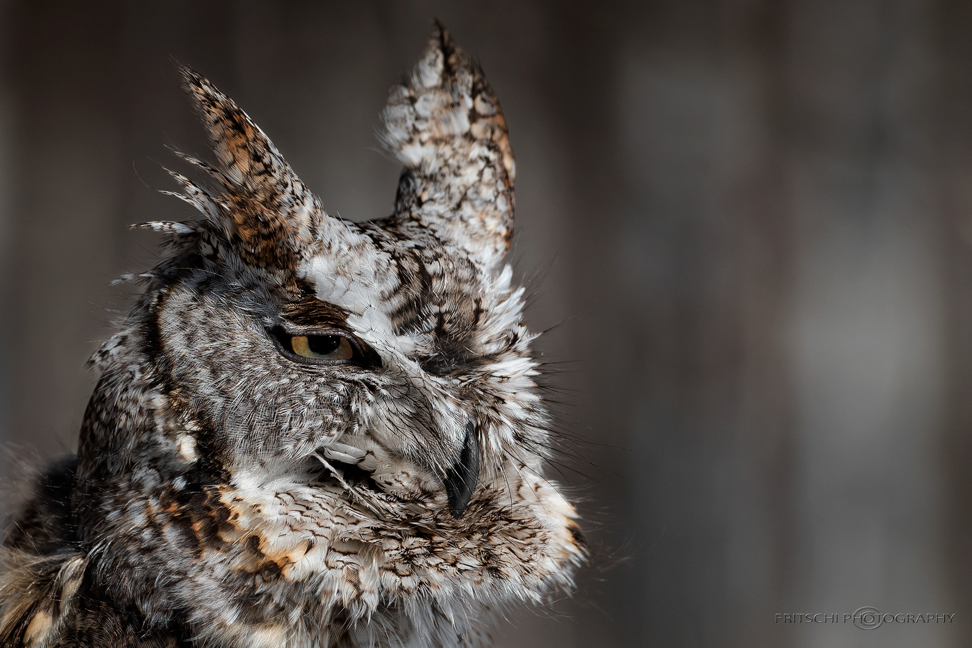 Eastern Screech-Owl