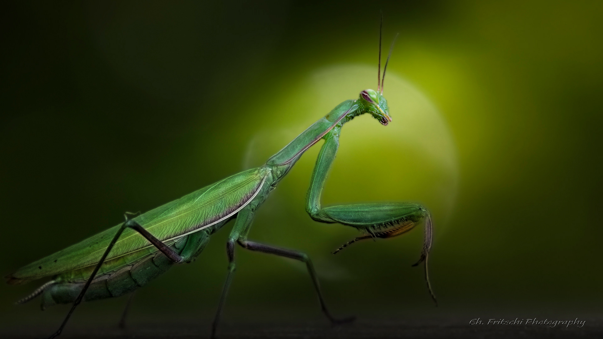 Praying mantis