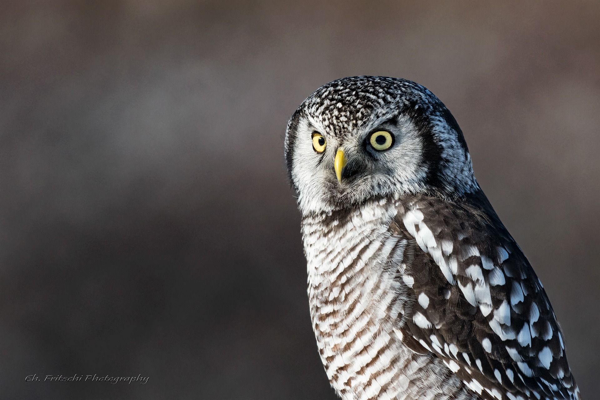 Northern Hawk-Owl