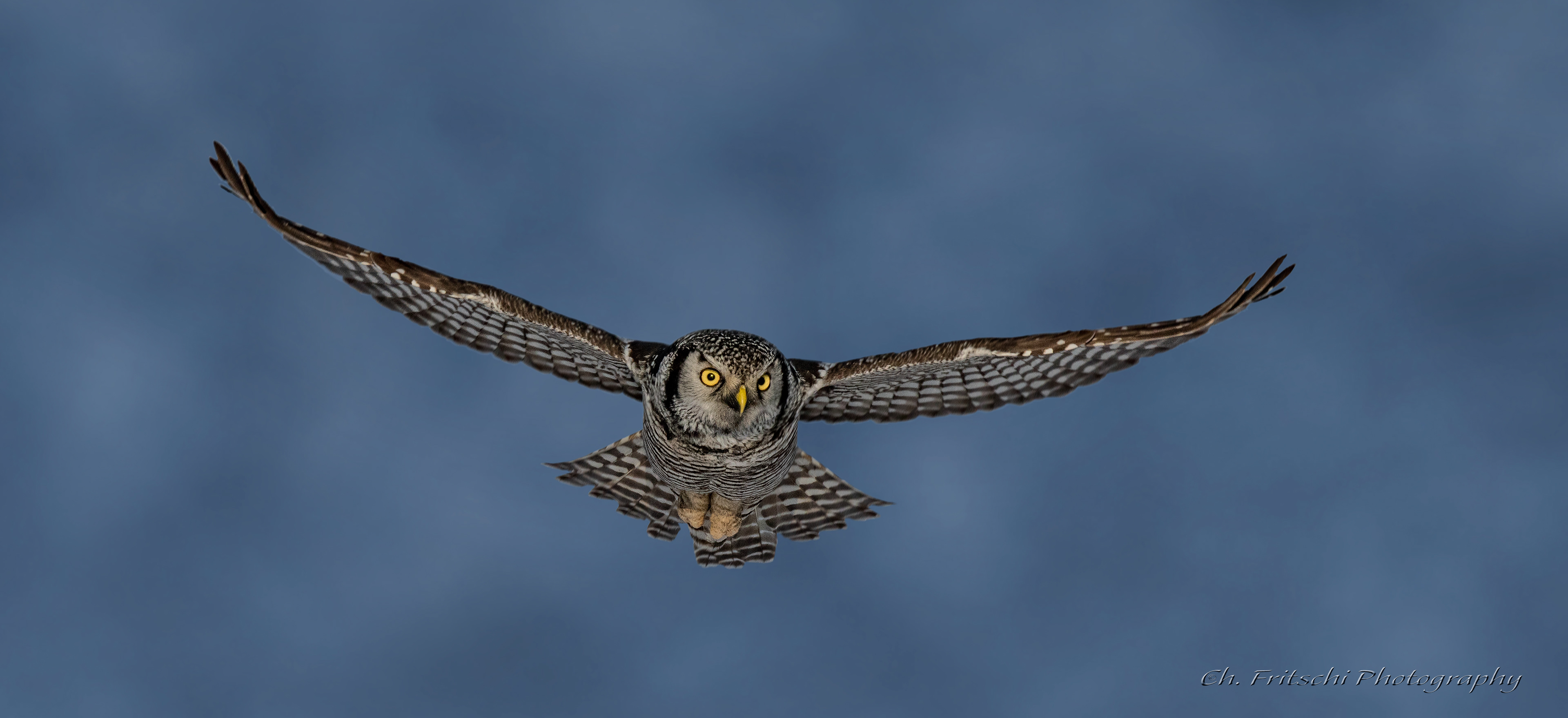 Northern Hawk-owl