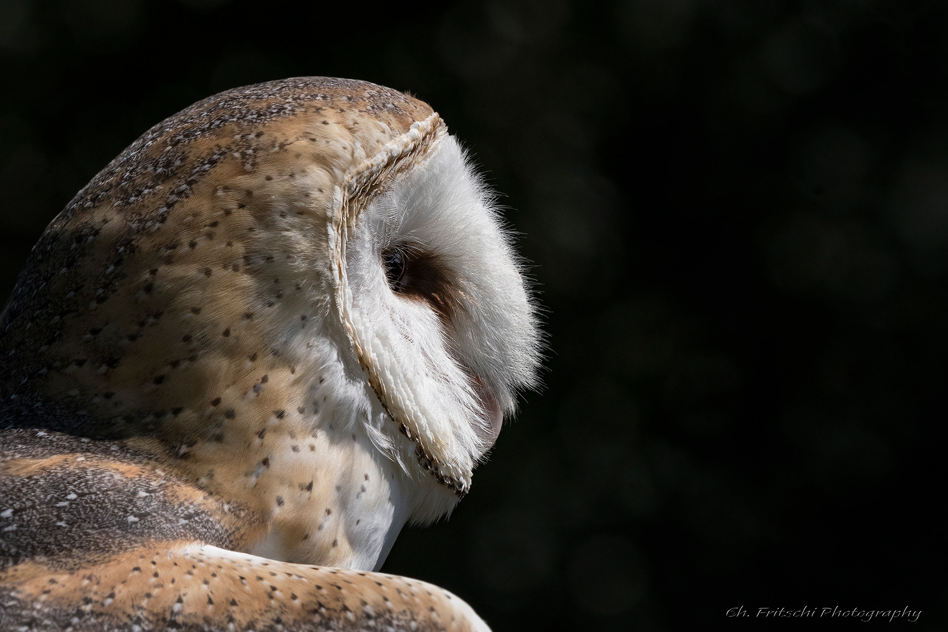 Barn Owl