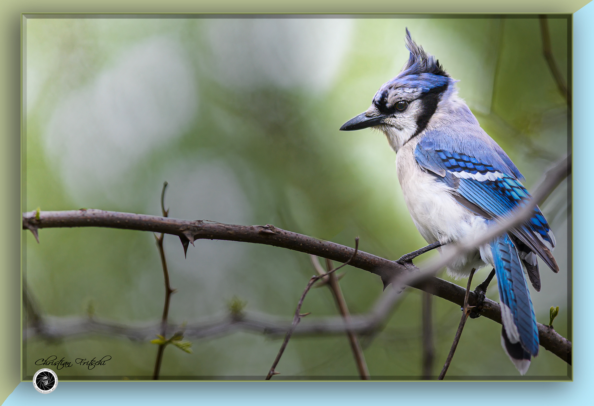 Blue Jay