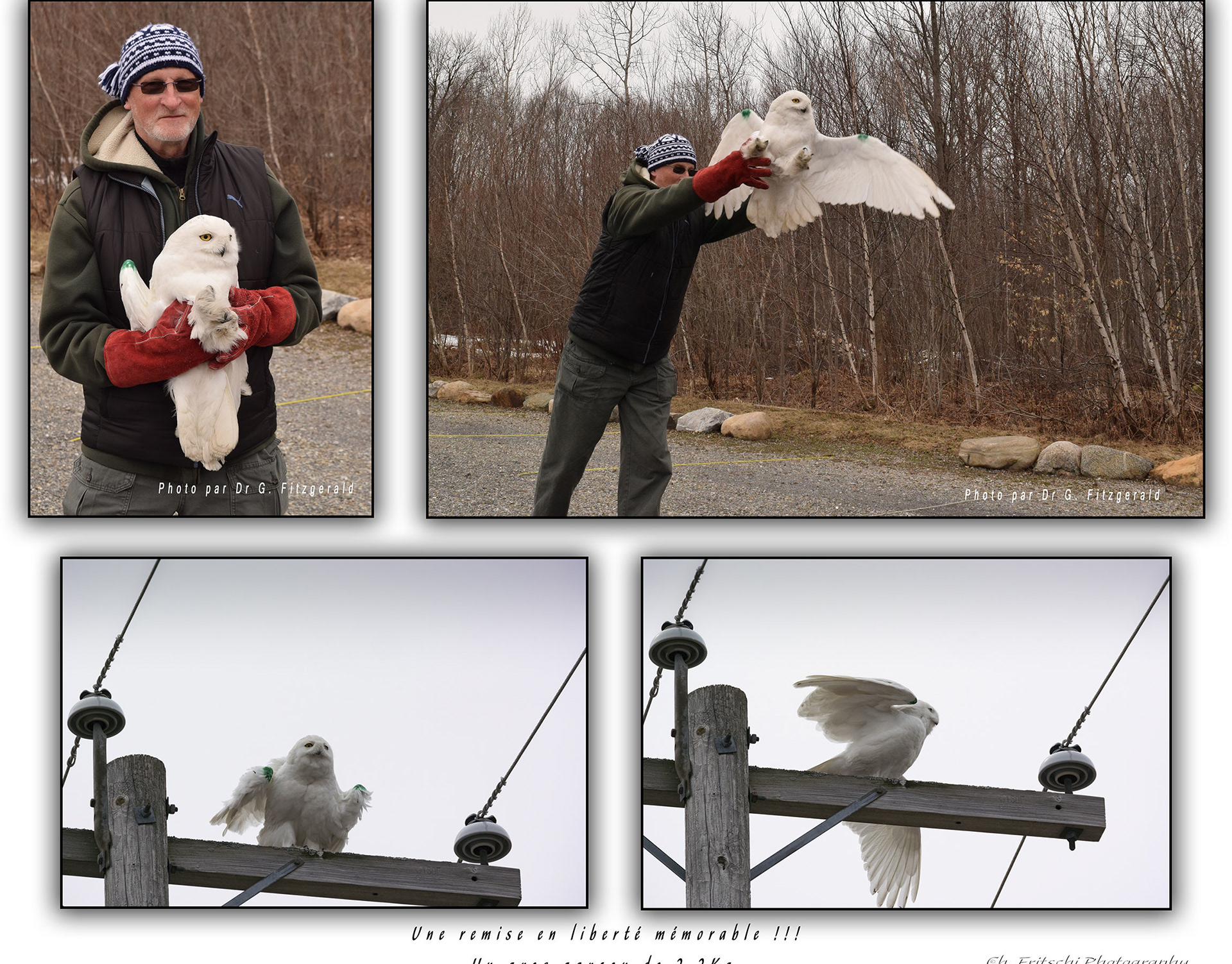 Snowy Owl Release