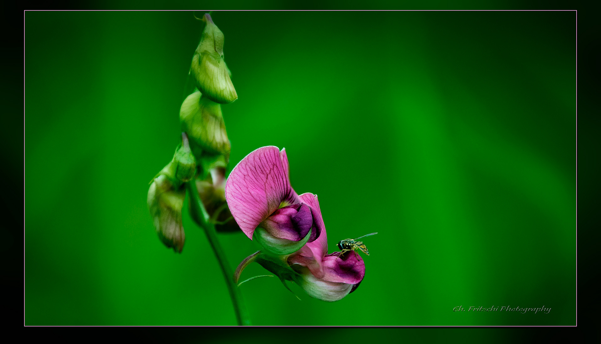 Primary & it's complementary color.