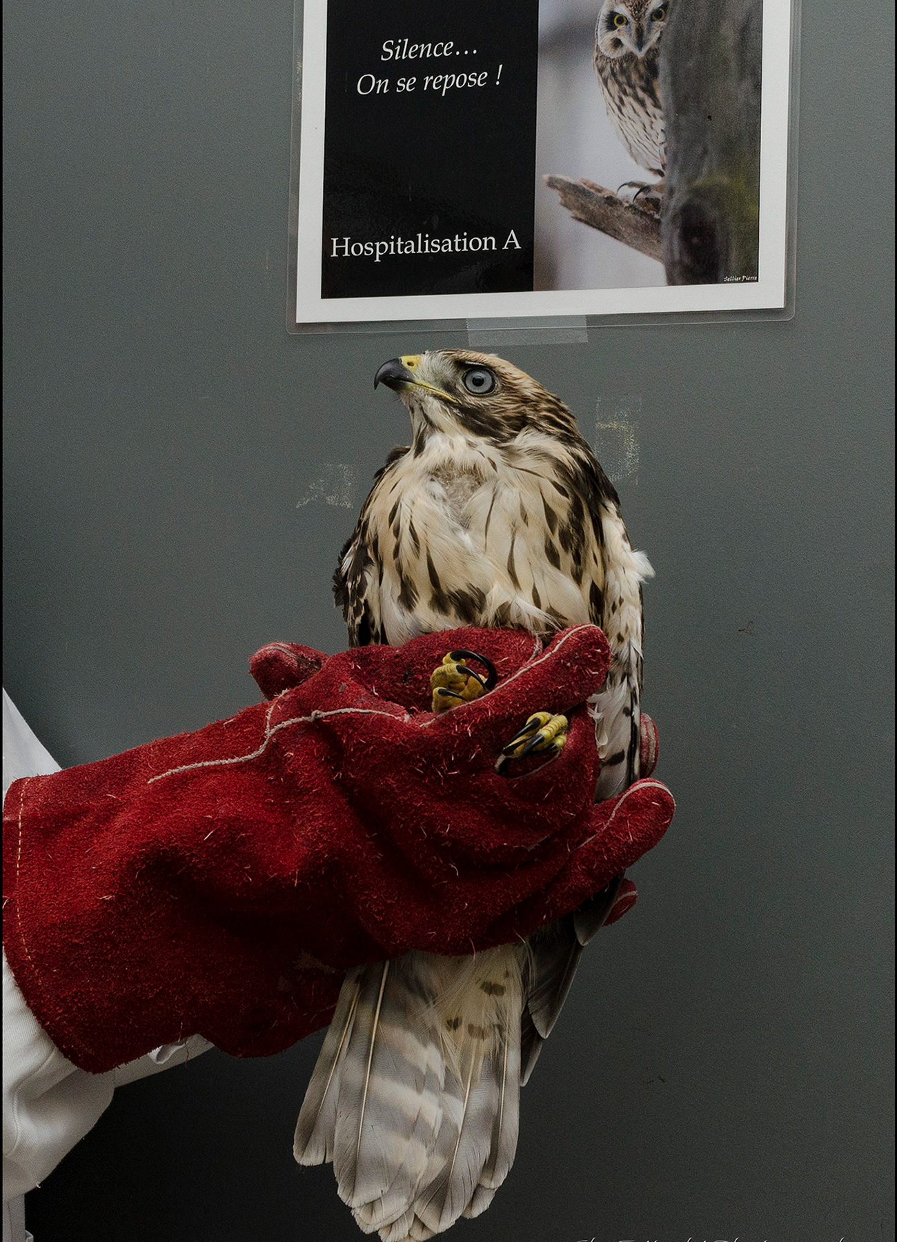 Juvenile Red-shouldered Hawk