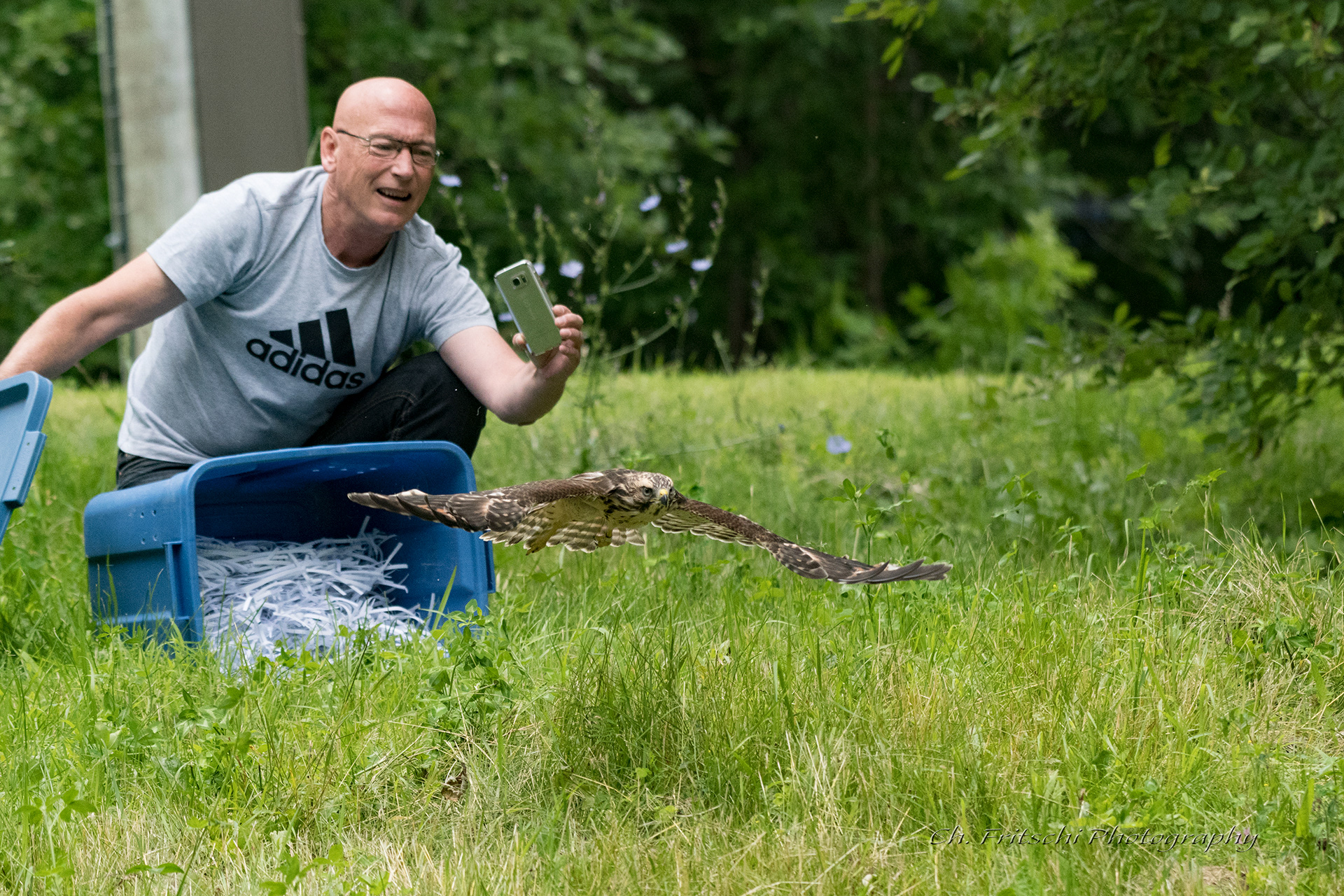 Red-shouldered Hawk Release