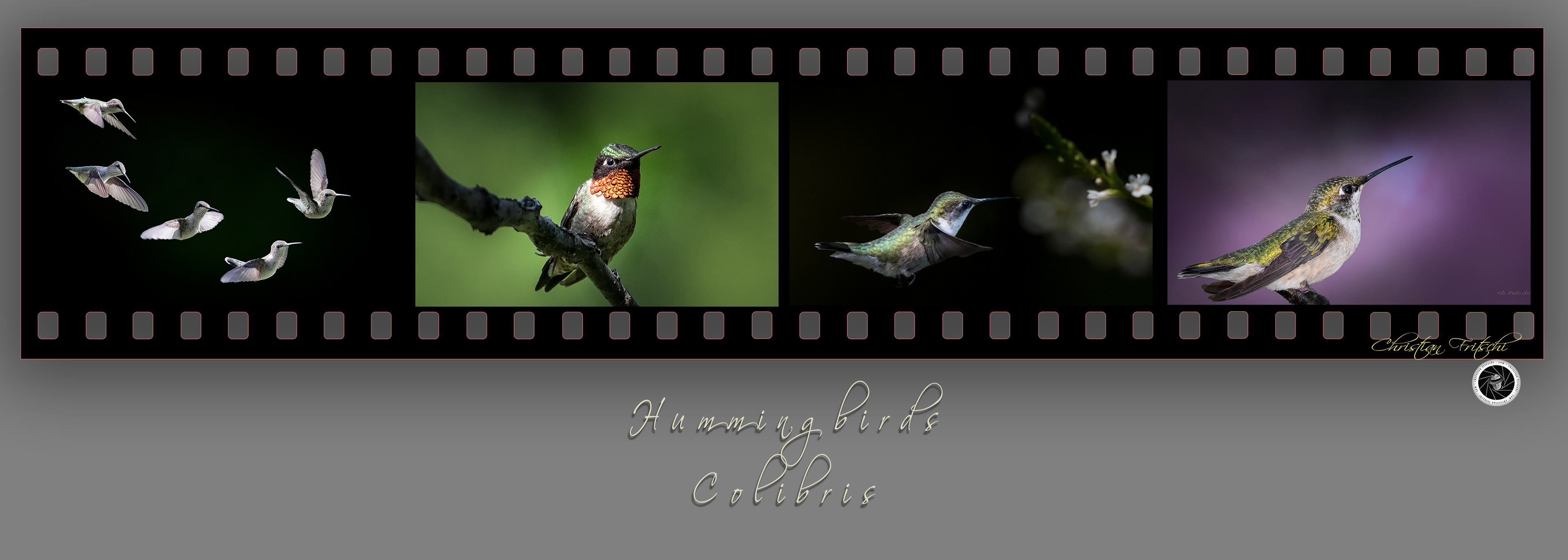 Hummingbird showing its ruby throat.