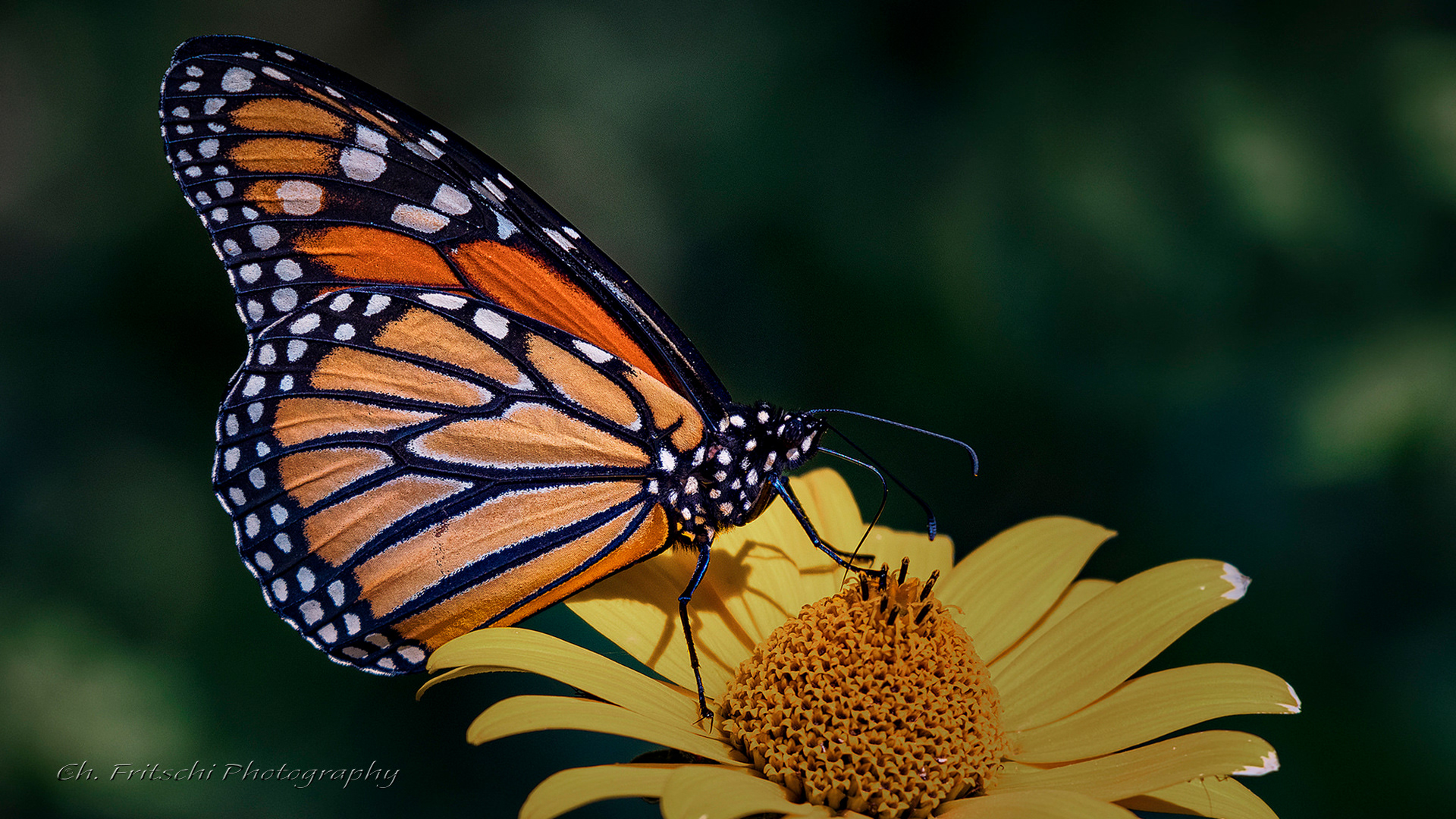 Monarch