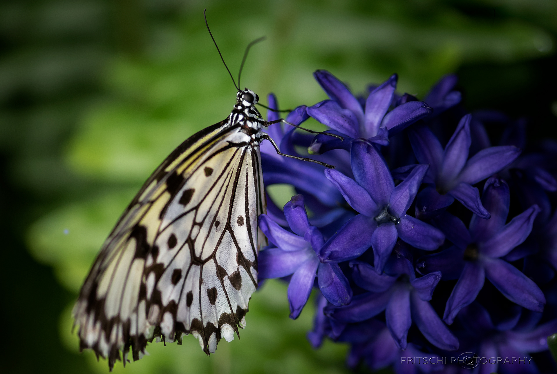 Rice Paper butterfly
