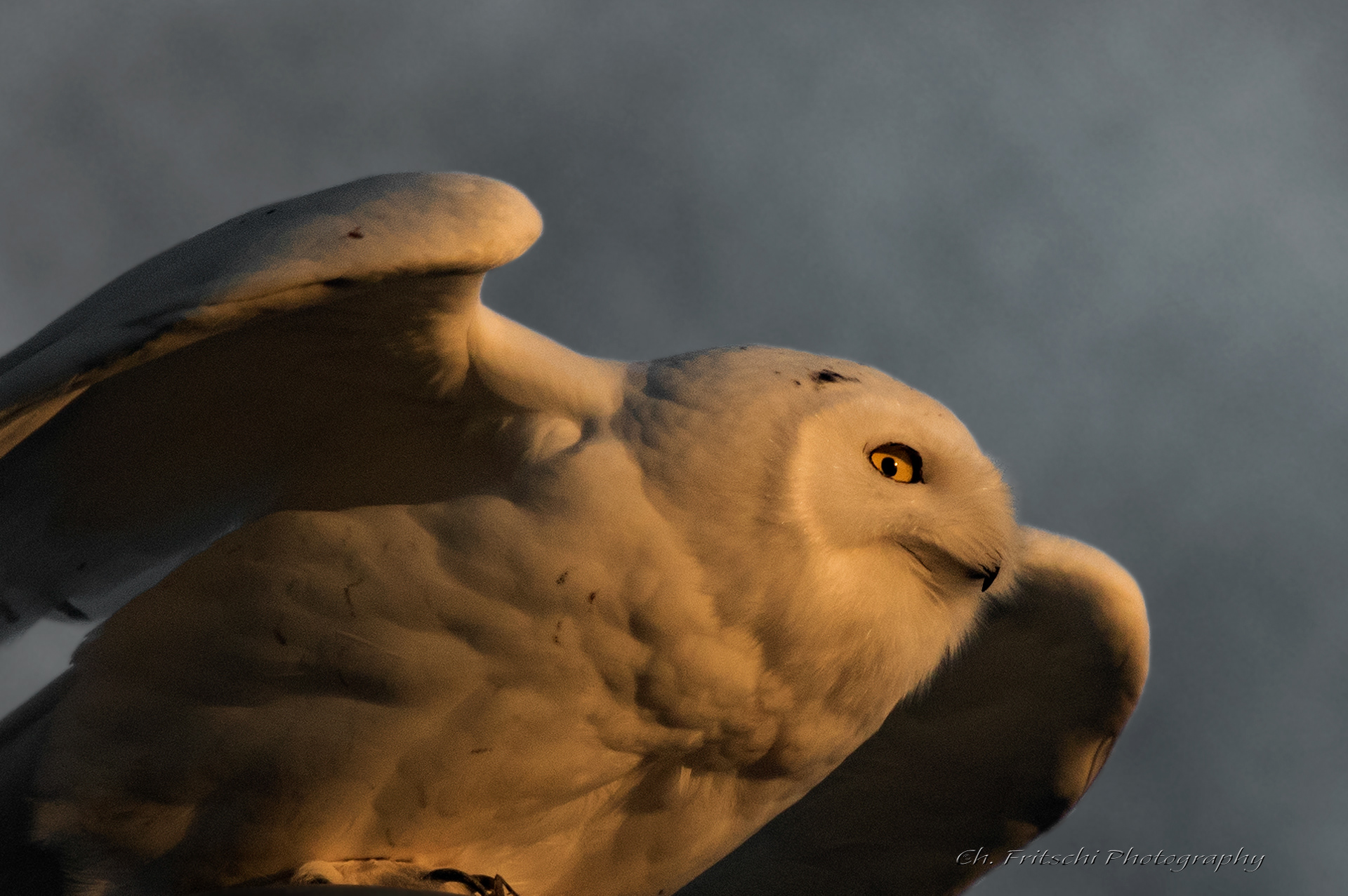 Snowy Owl