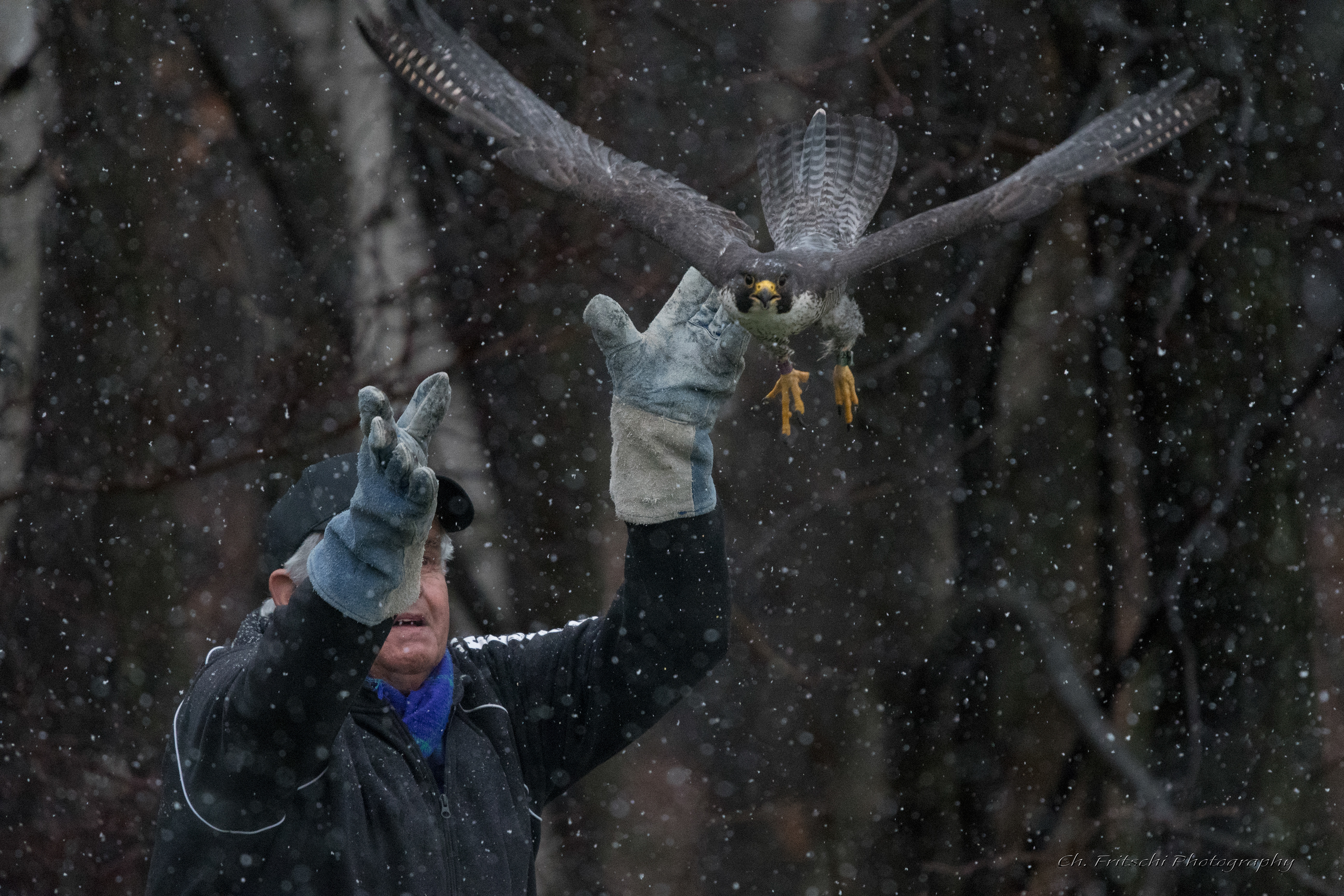 Spirit the feamle Peregrine 2nd chance
