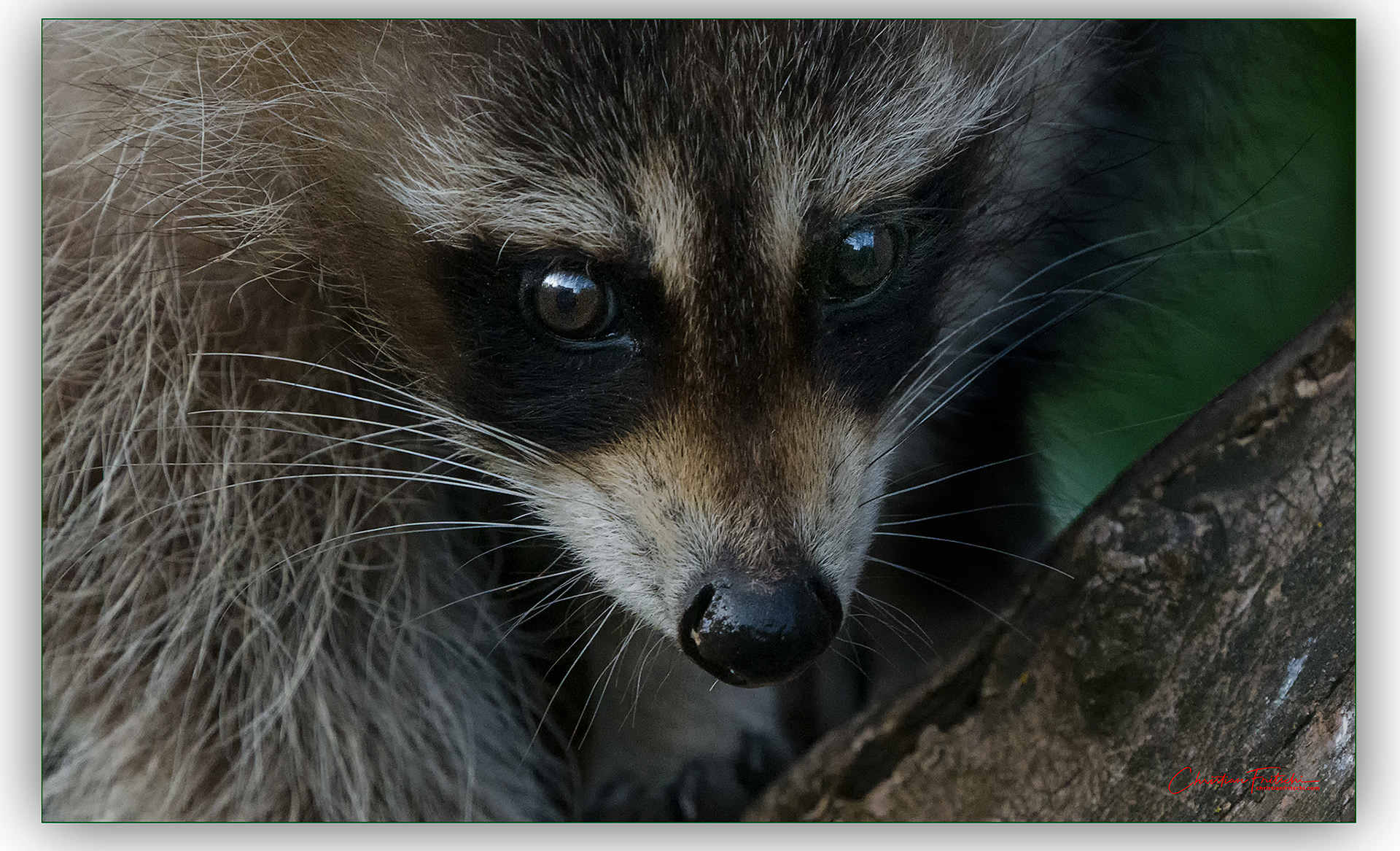 The Bandit is here...