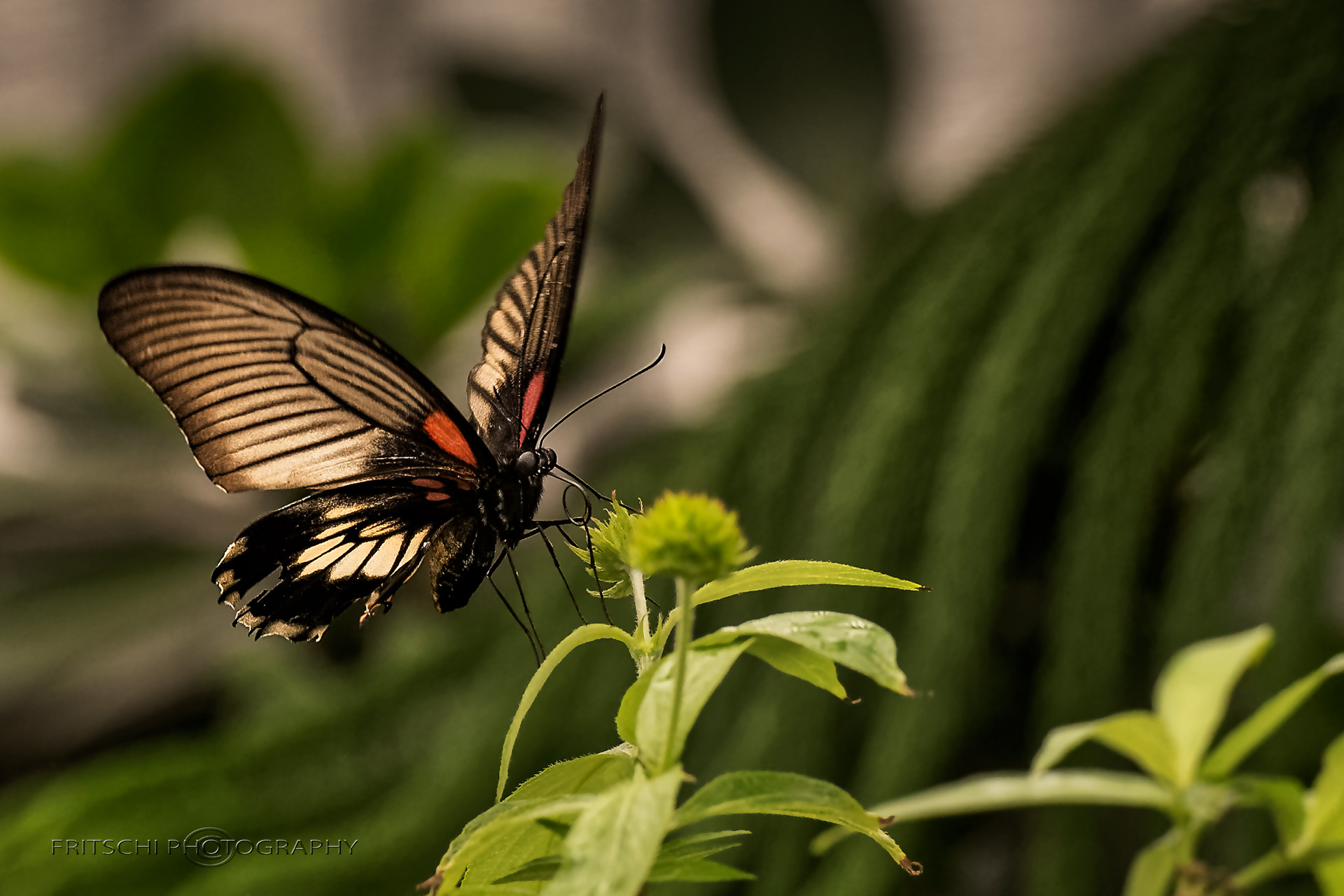 Scarlet Mormon