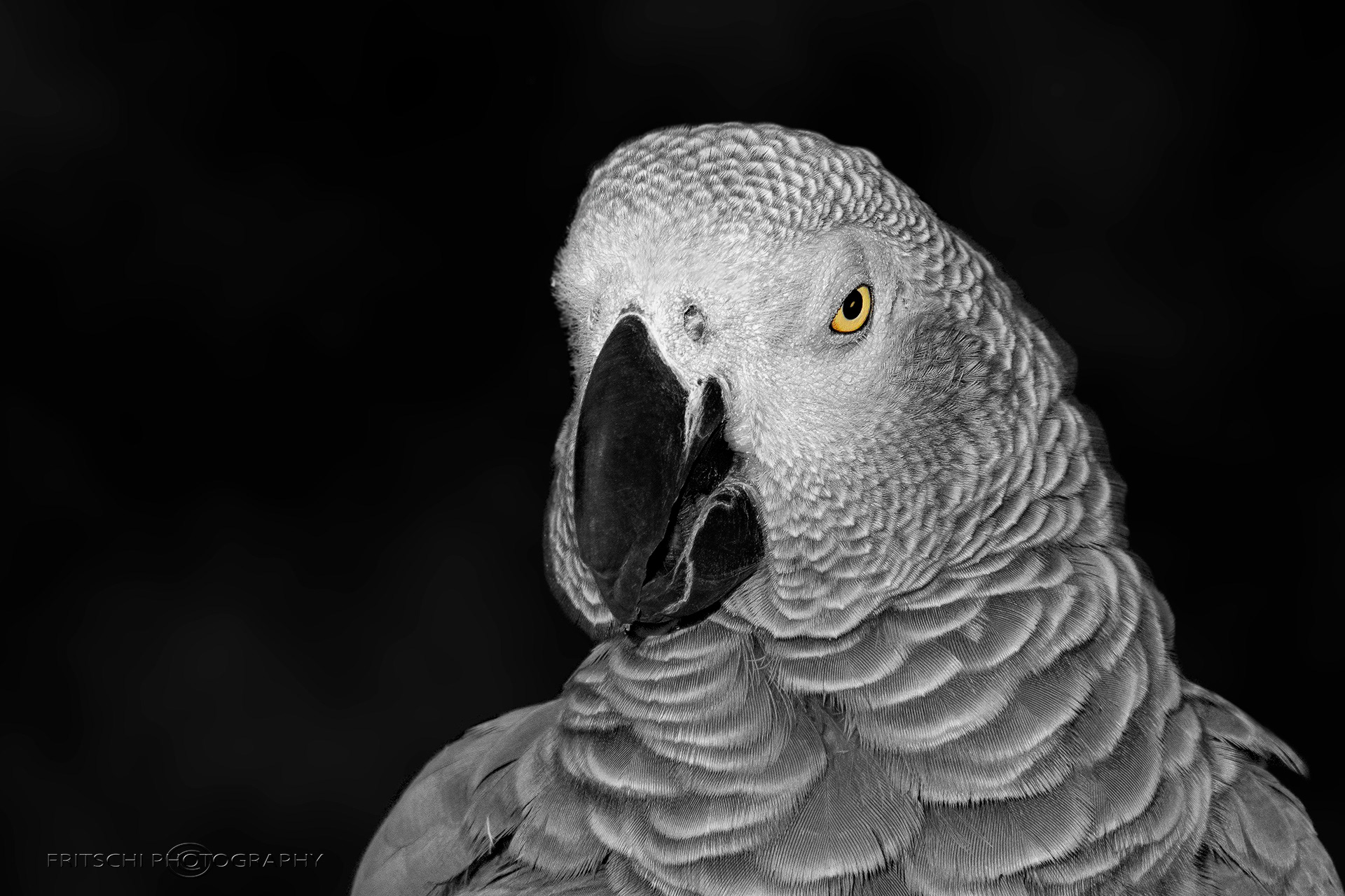 African Gray