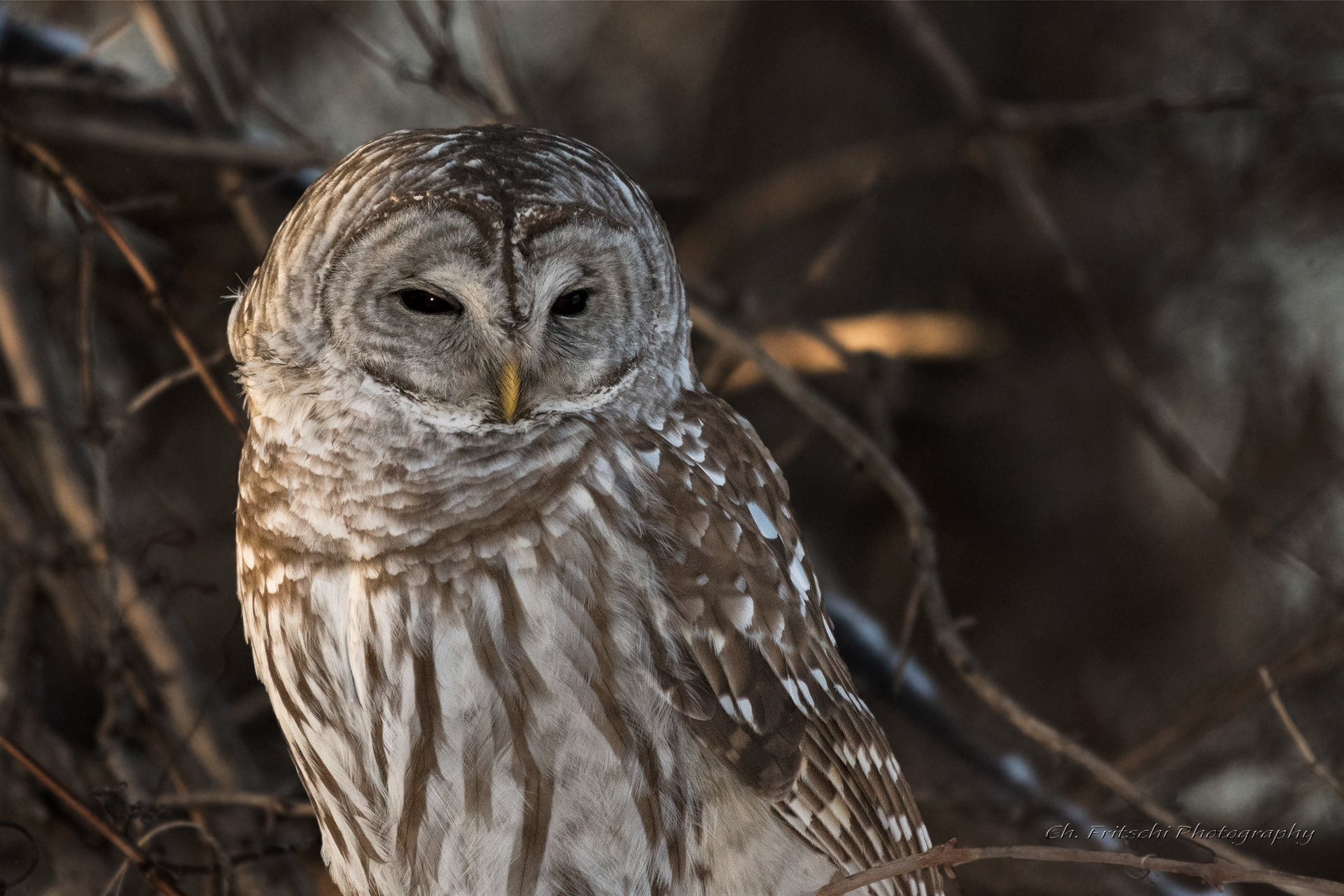 Barred Owl