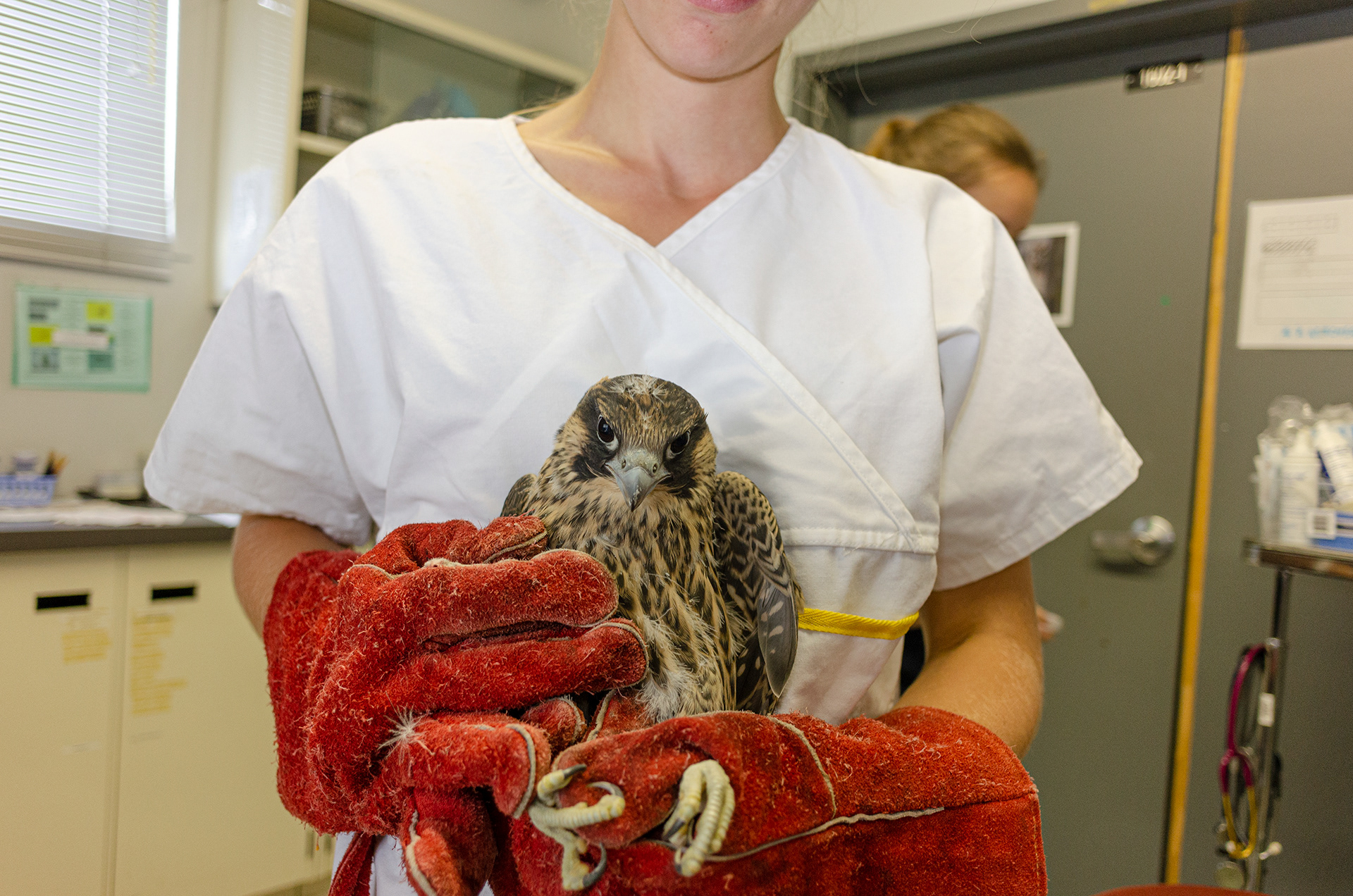 Juvenile Peregrine