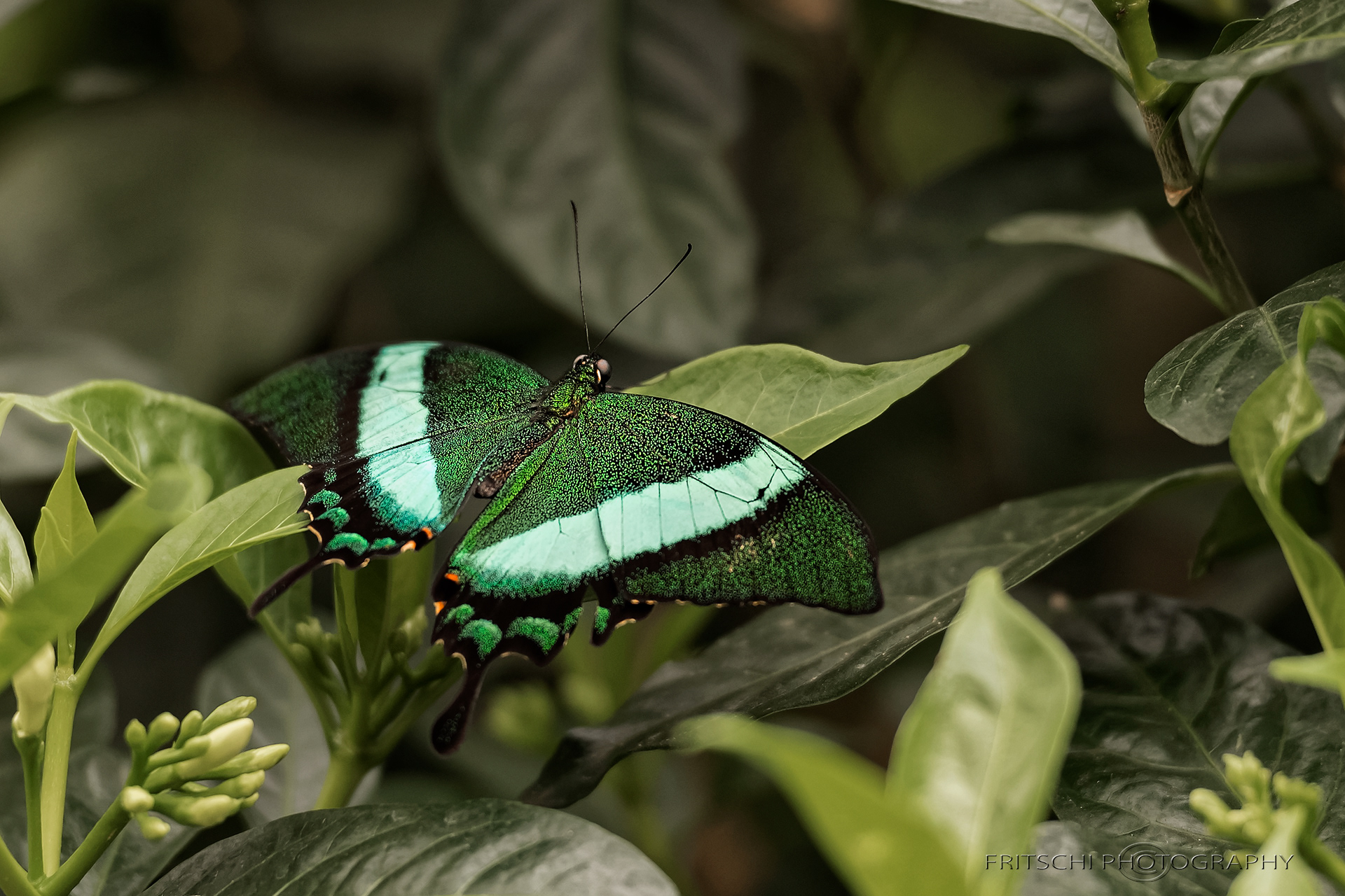 Banded Peacock