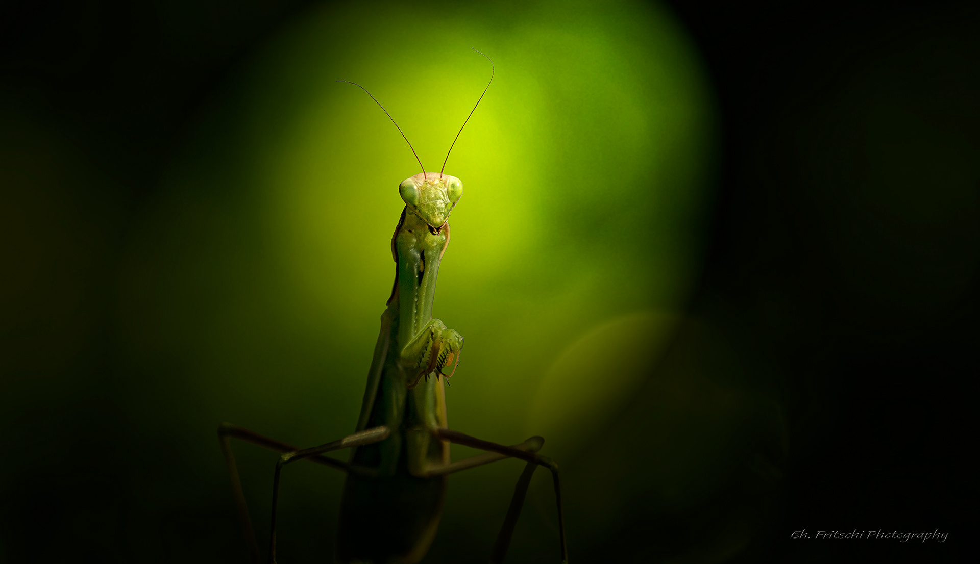 Praying mantis