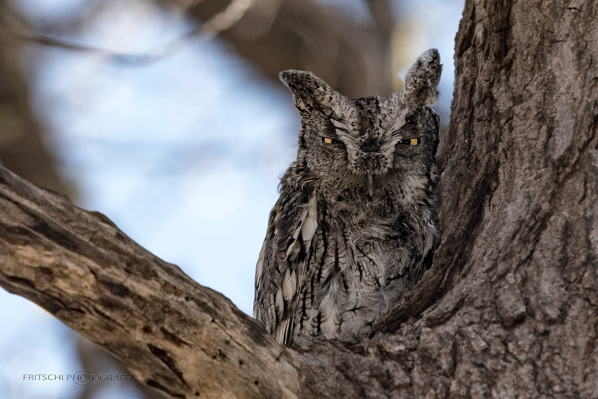 Eastern Screech-Owl