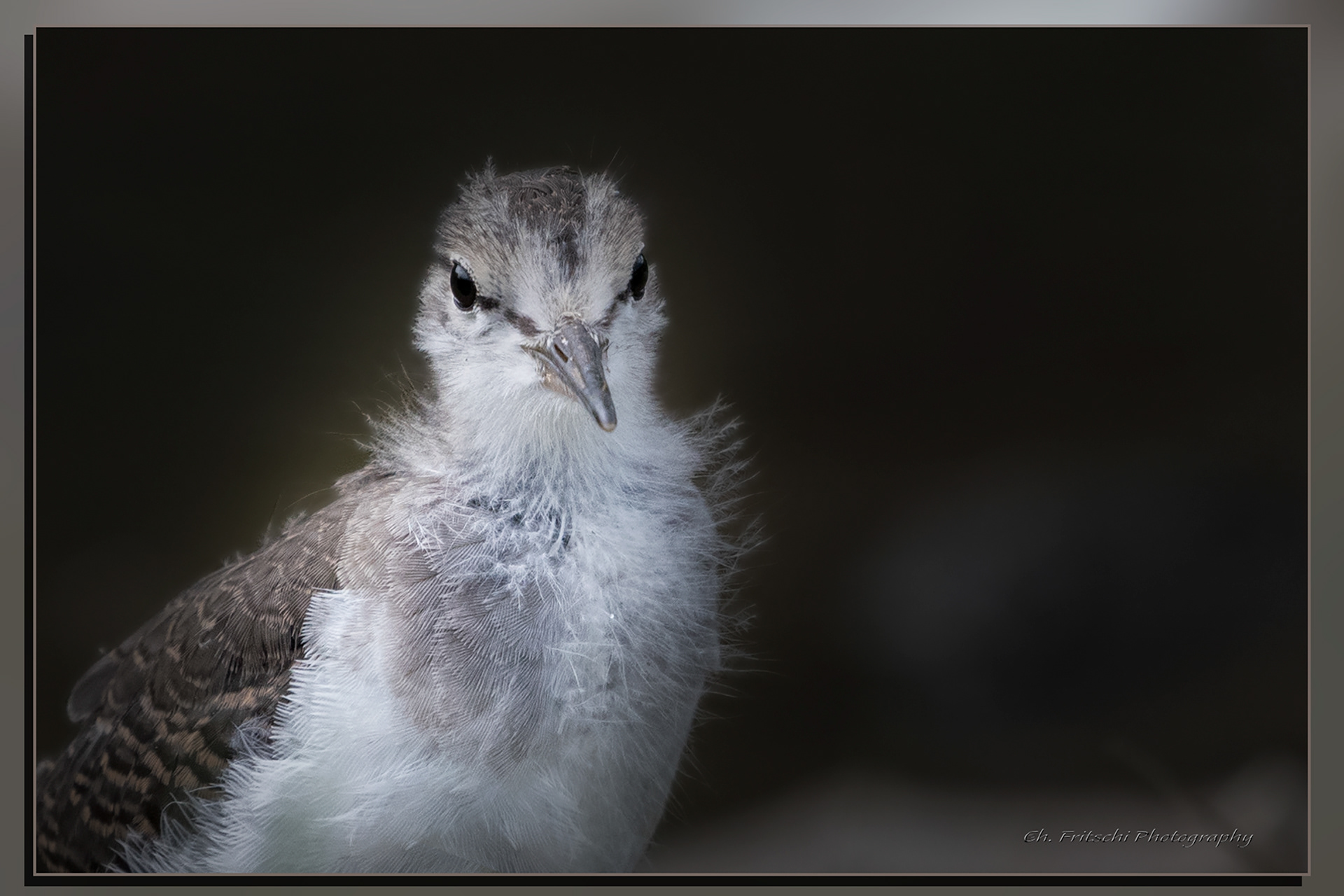 Spotted Sandpiper - juvenile